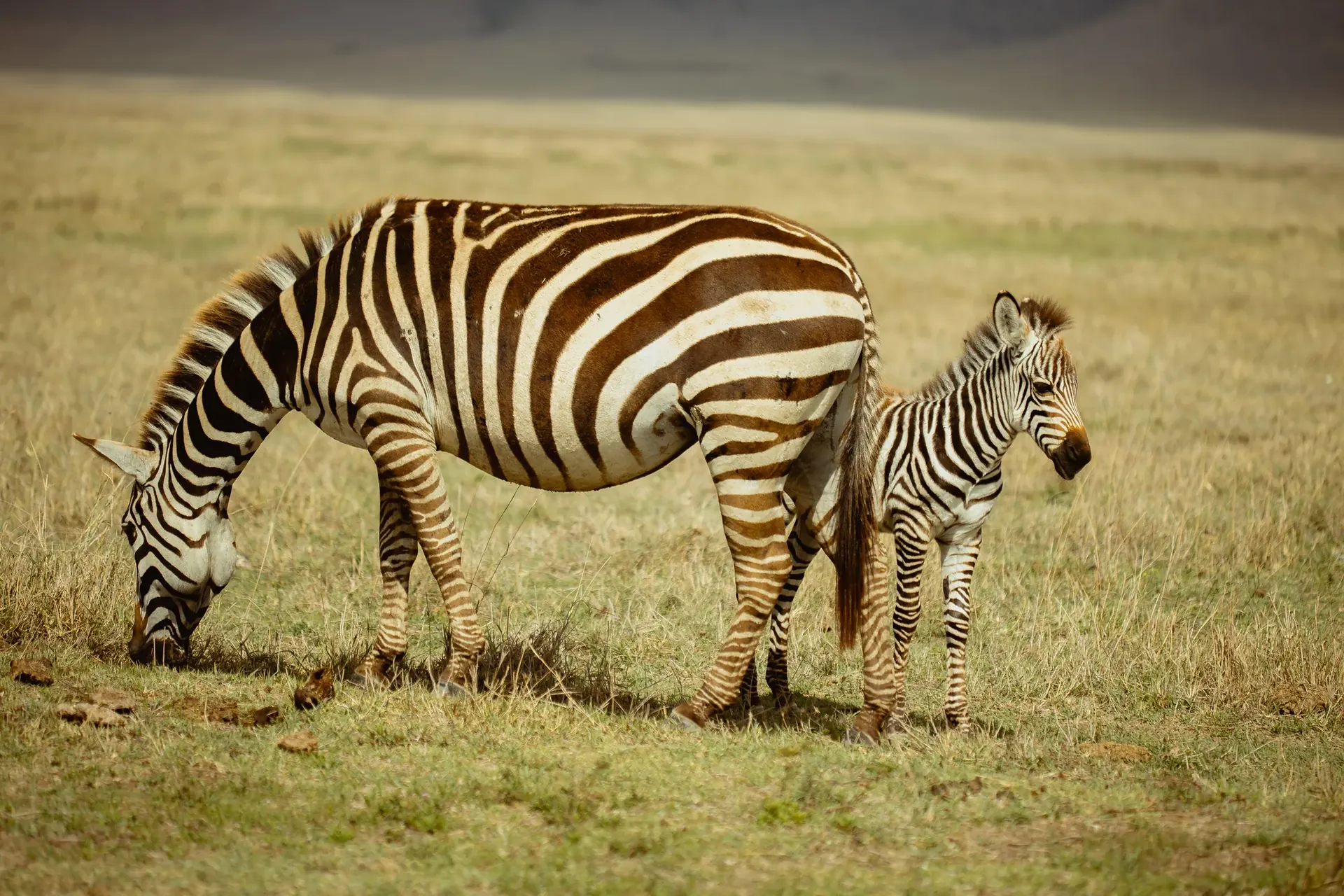Ngorongoro to Karatu – Guided Crater Safari & Highland Escape scenery