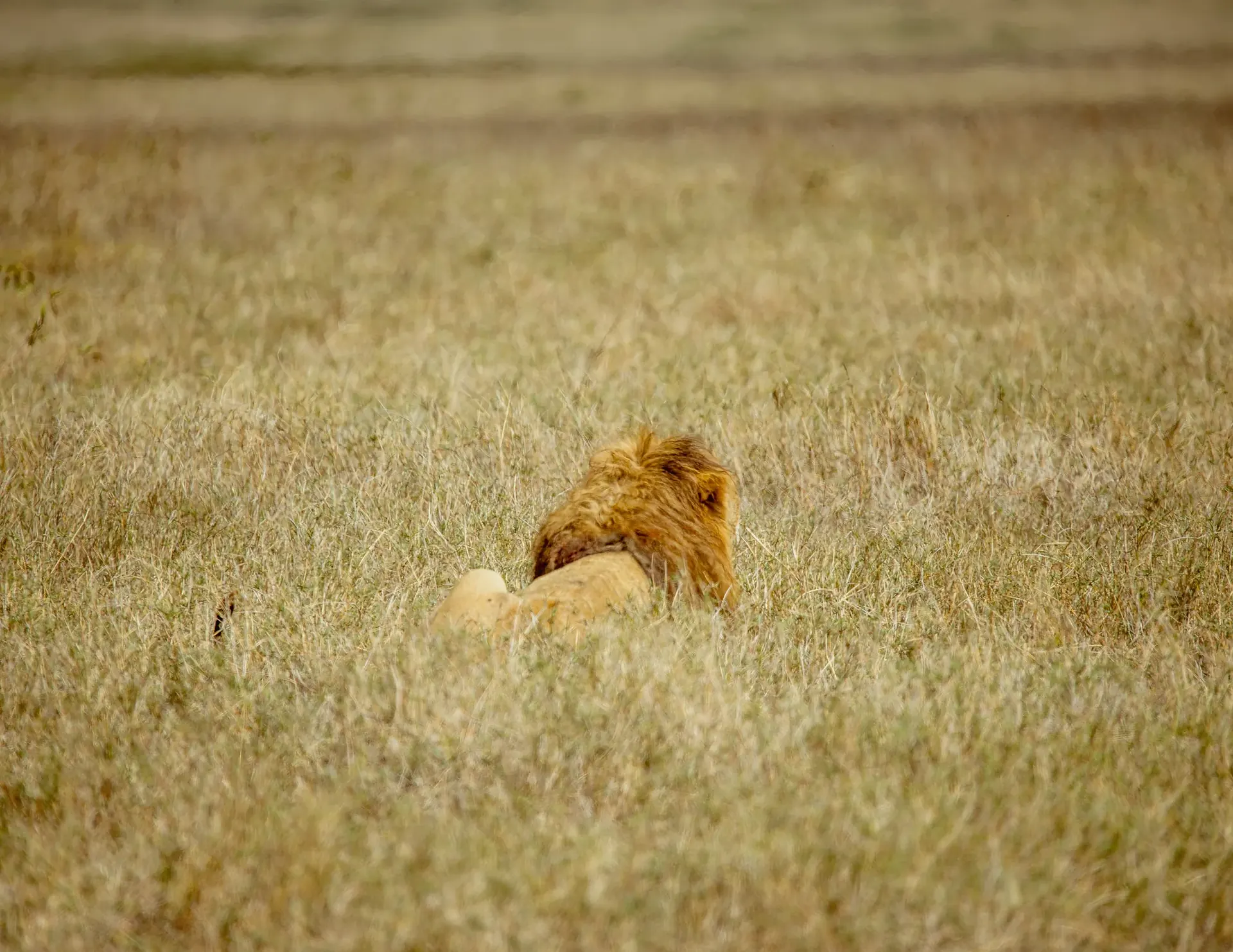 Another Safari in Ruaha experience