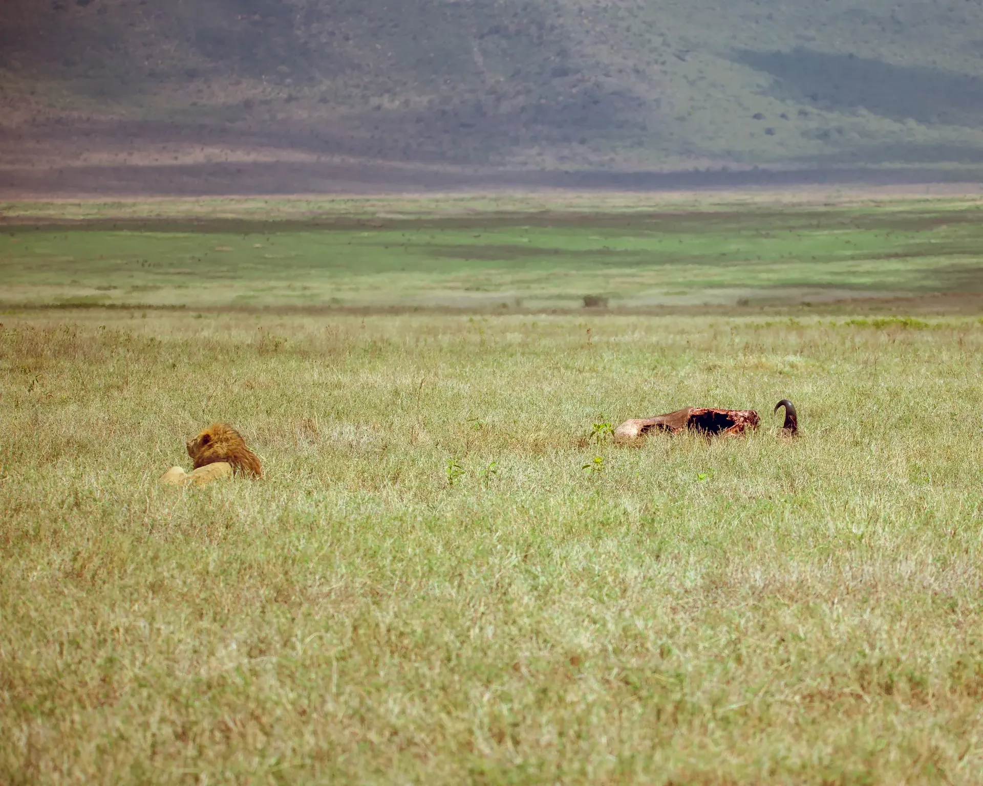 Another Safari in Ruaha scenery