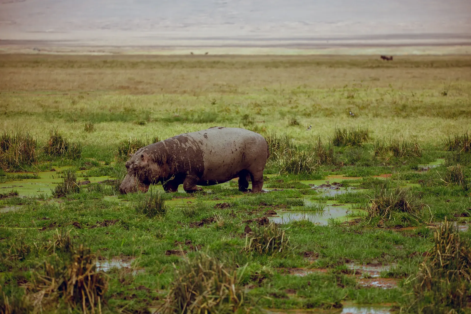 Tarangire to Serengeti via Ngorongoro – Overnight at Serengeti Safari Lodge experience