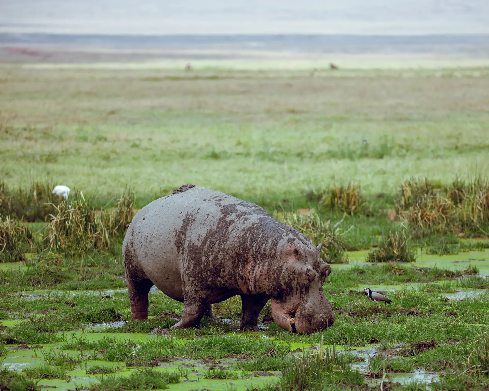 Katavi – Morning Game Drive or Leisure experience
