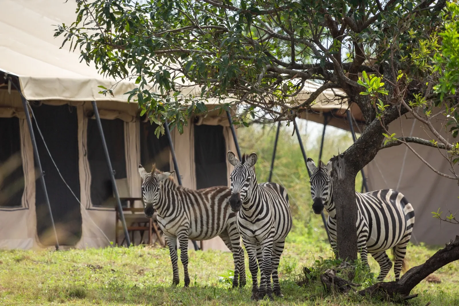 Gnu Mara River Camp exterior in Kogatende, Northern Serengeti
