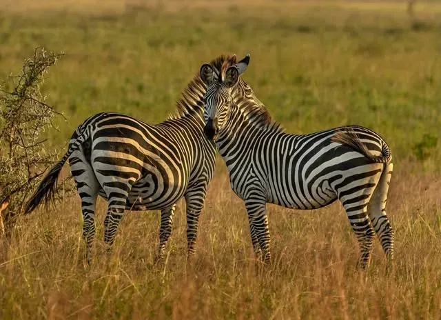View of Ruaha Hilltop Lodge in Ruaha National Park area