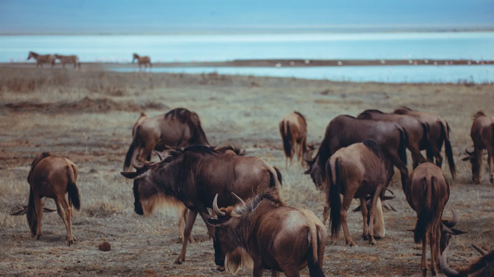 Wildlife and Tanzania safari seasons