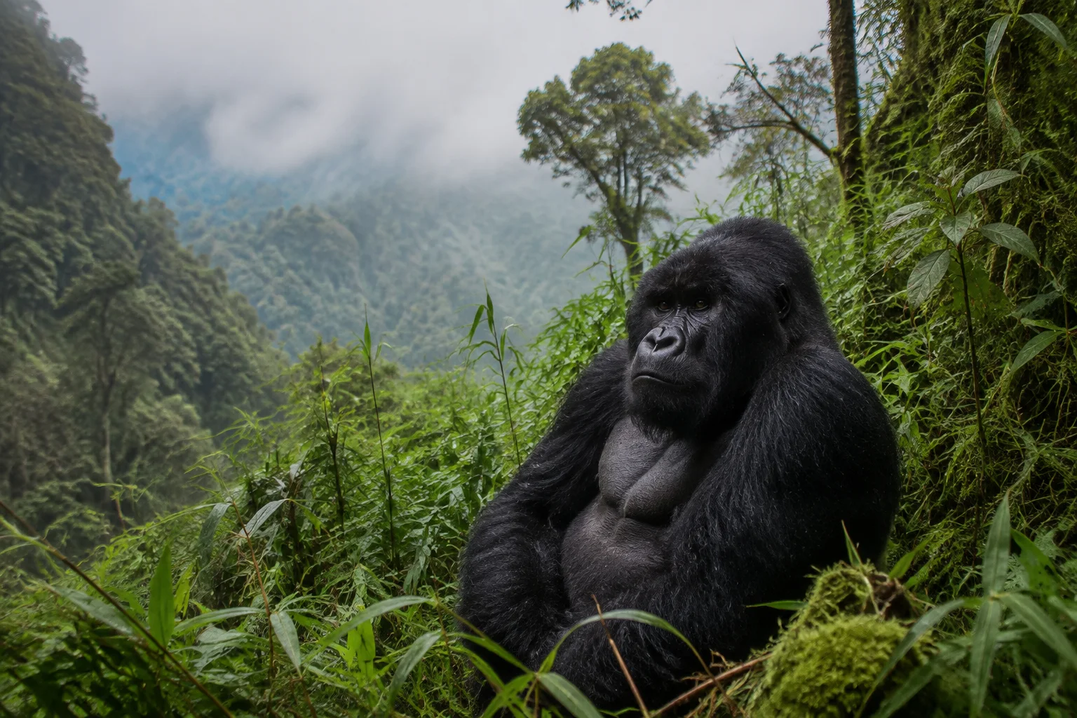 Gorilla-Trekking-Erlebnis
