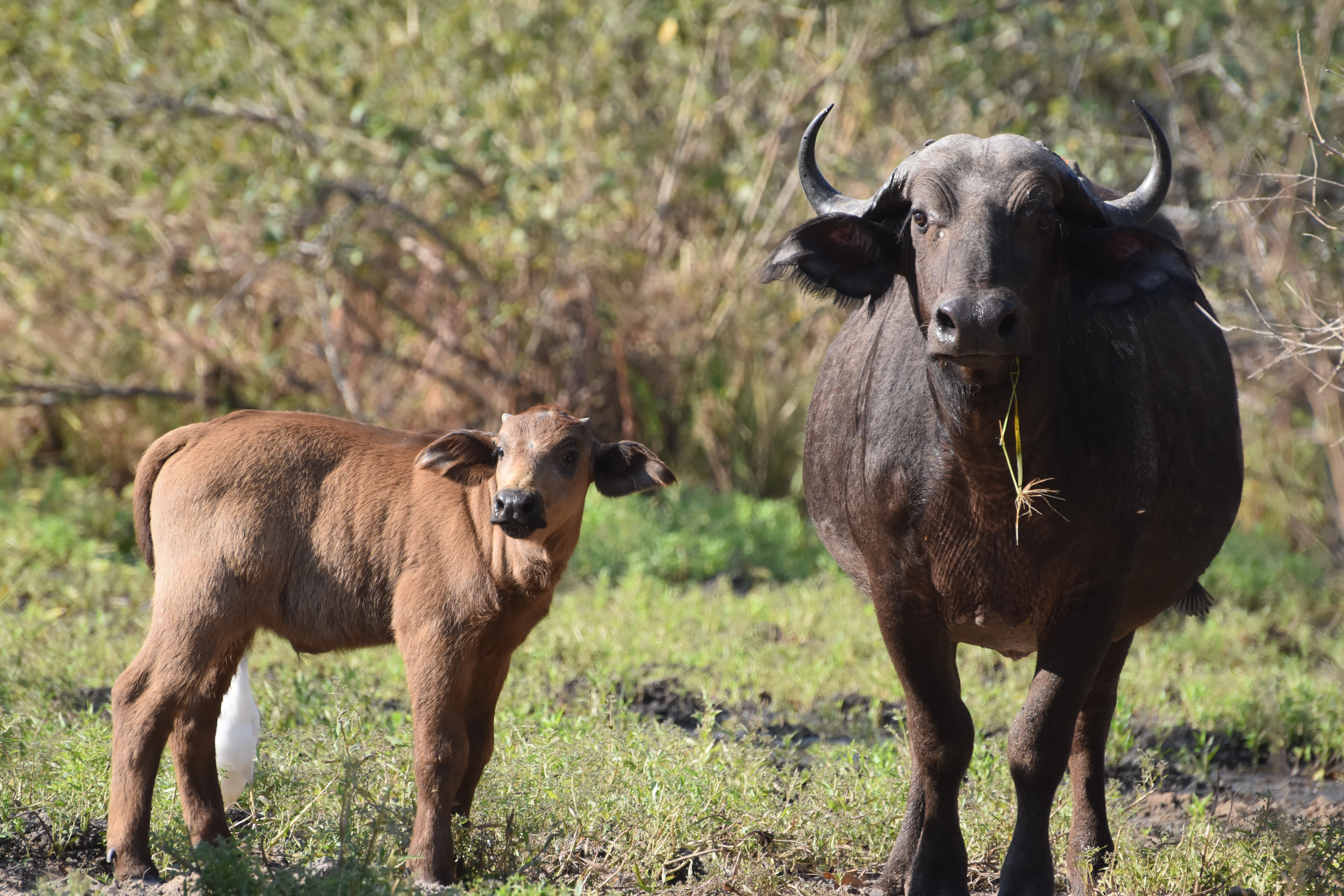 Lake Manyara National Park safari overview