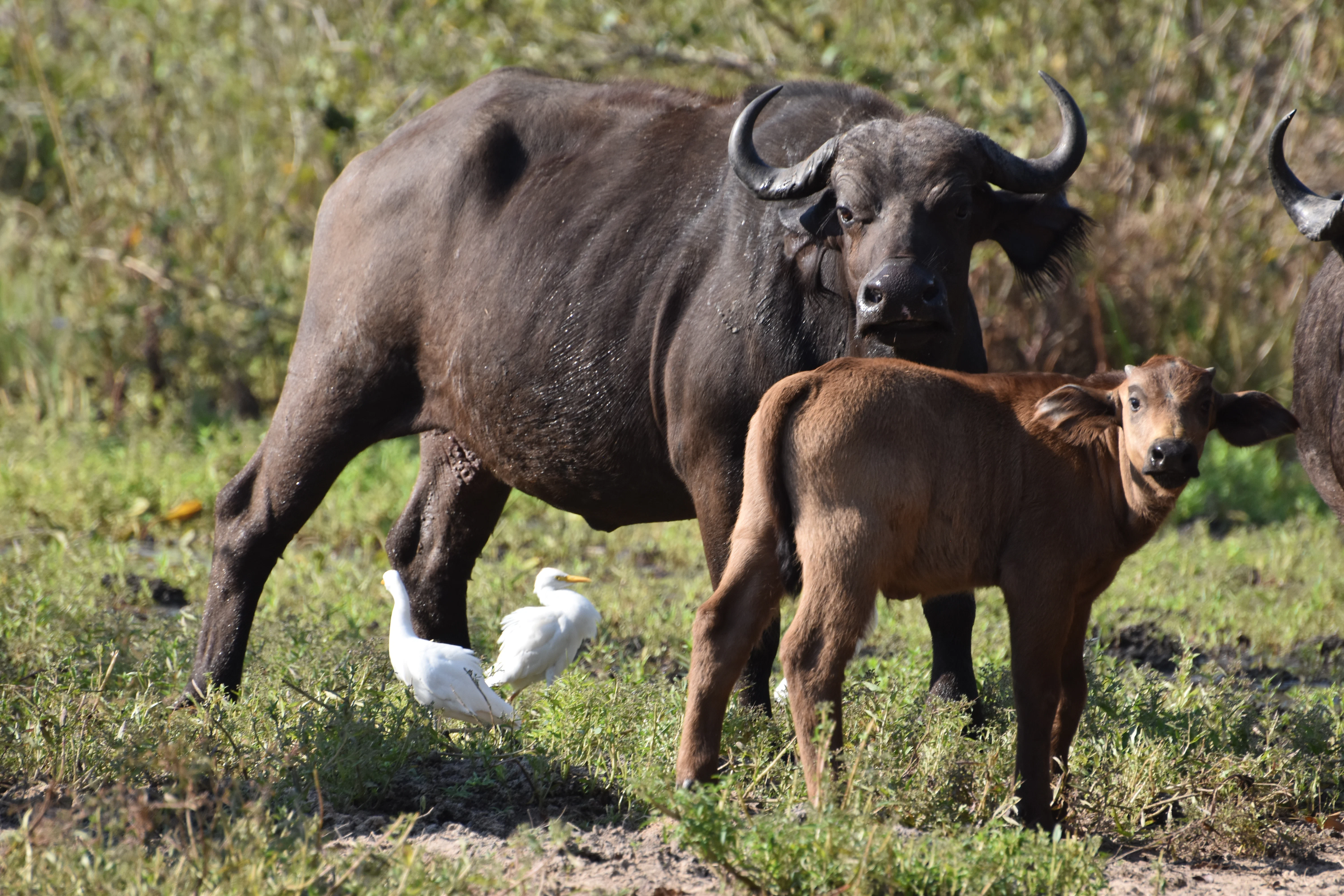 Lake Manyara National Park safari