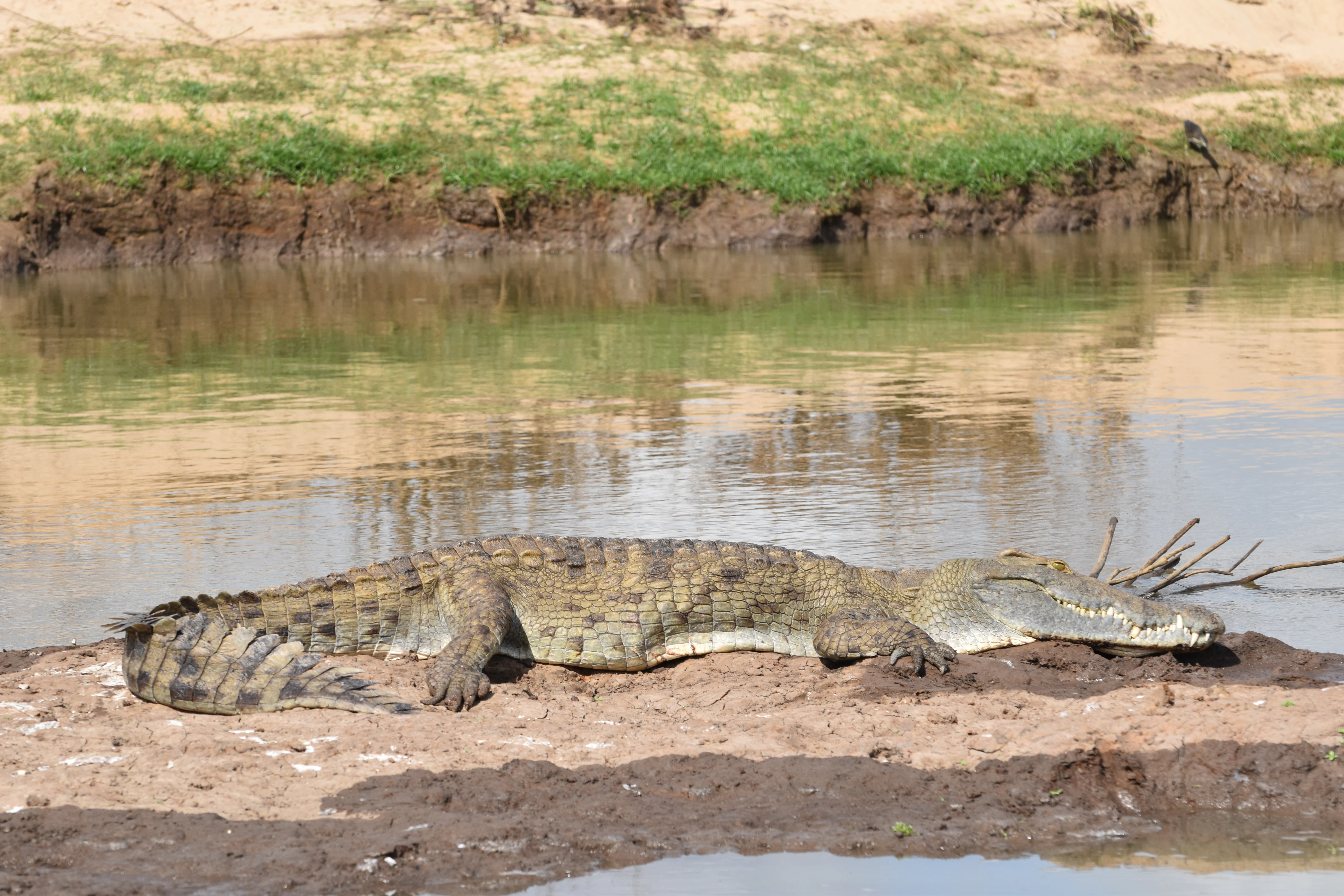 Lake Manyara National Park safari