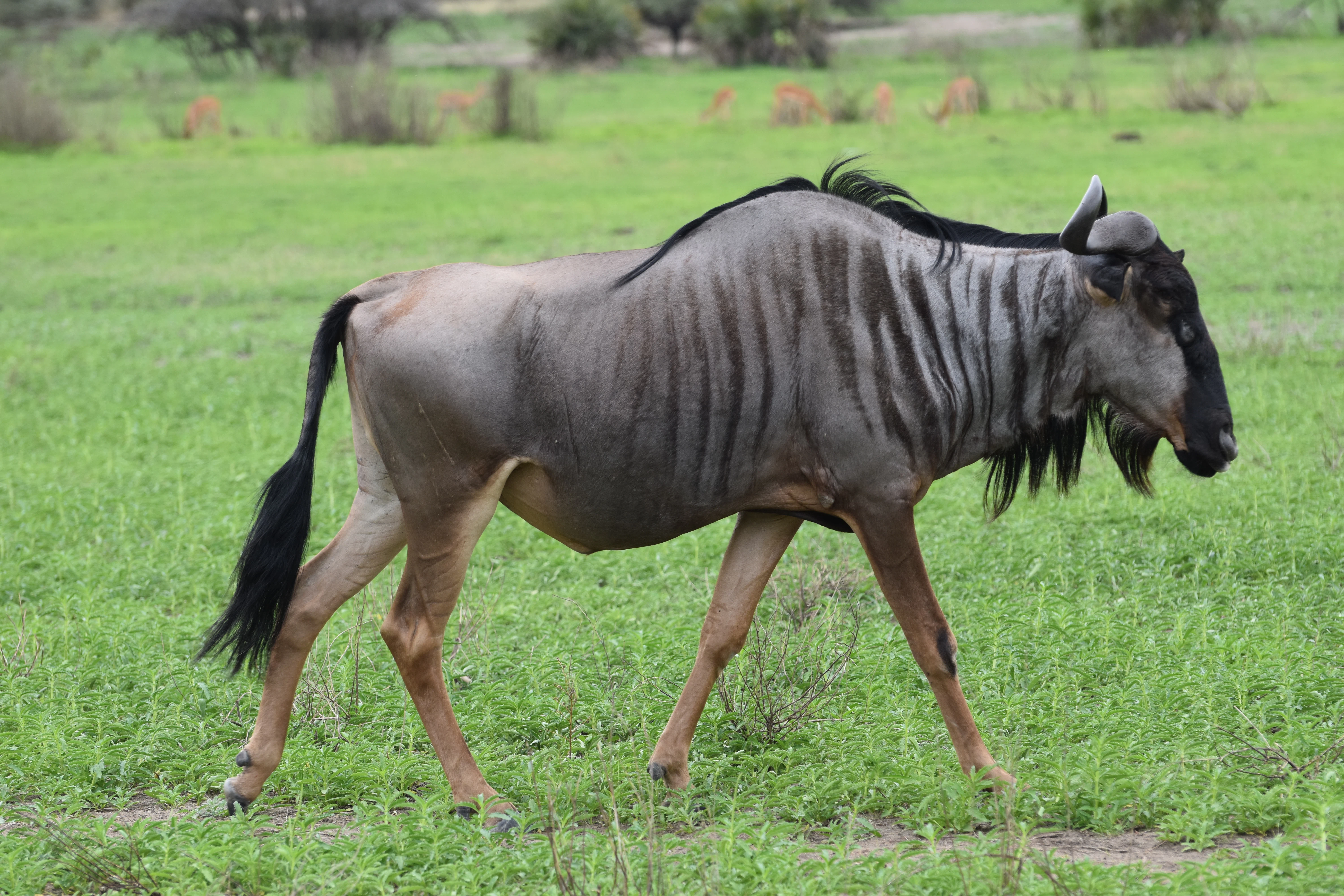 미쿠미 국립공원 일정 이미지