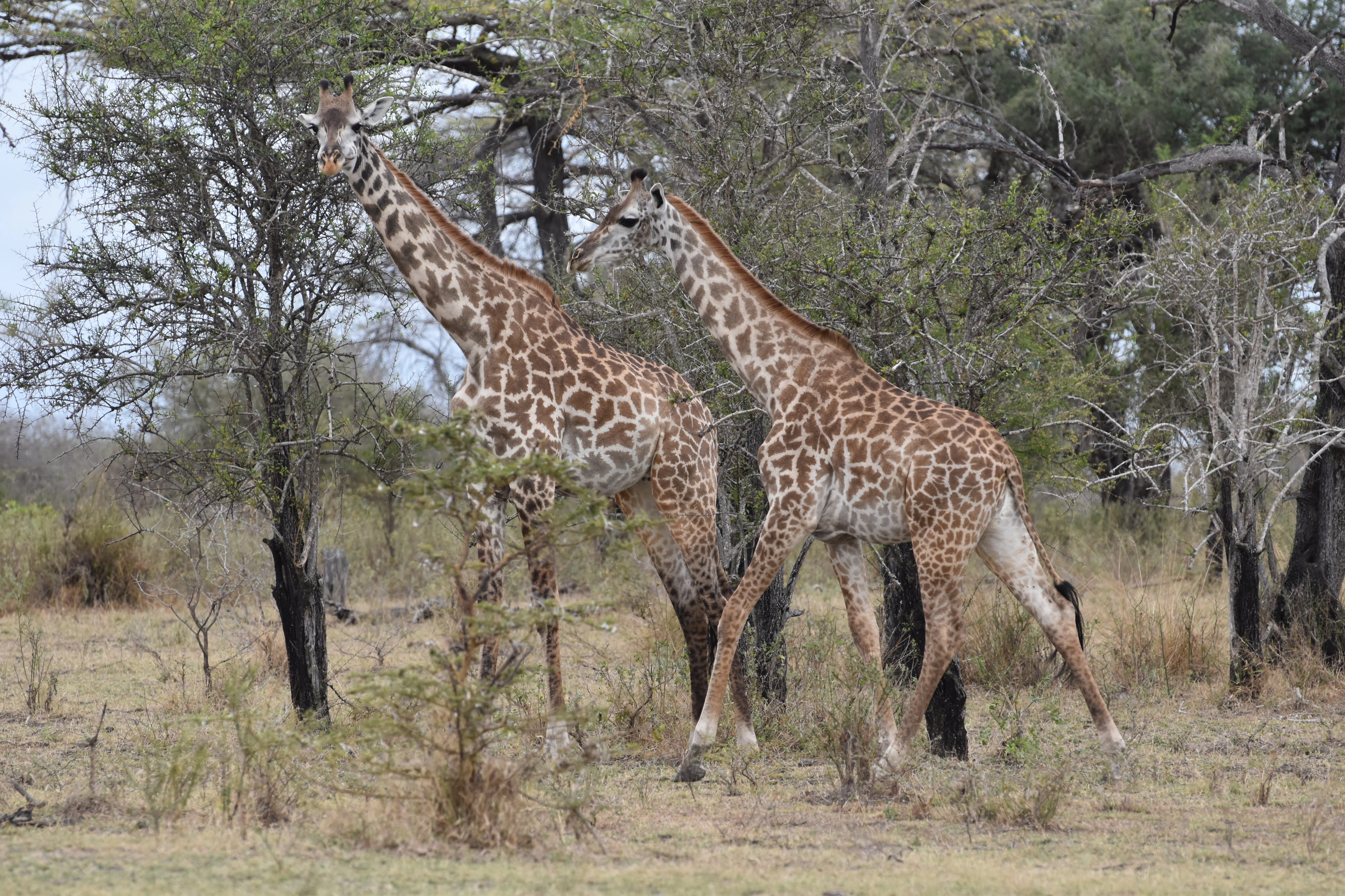 Bild der Reiseroute des Mikumi-Nationalparks