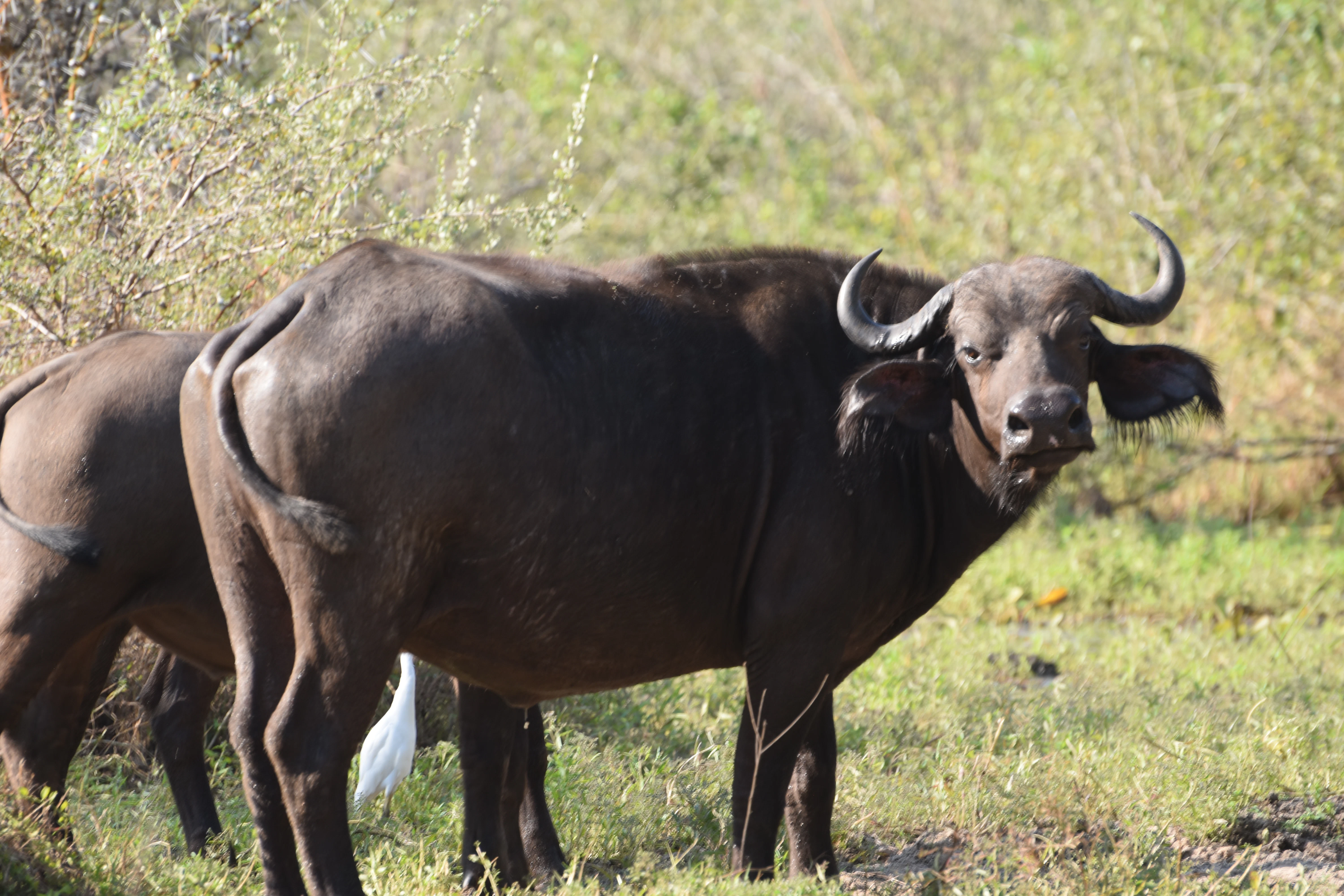 Bild der Reiseroute des Mikumi-Nationalparks