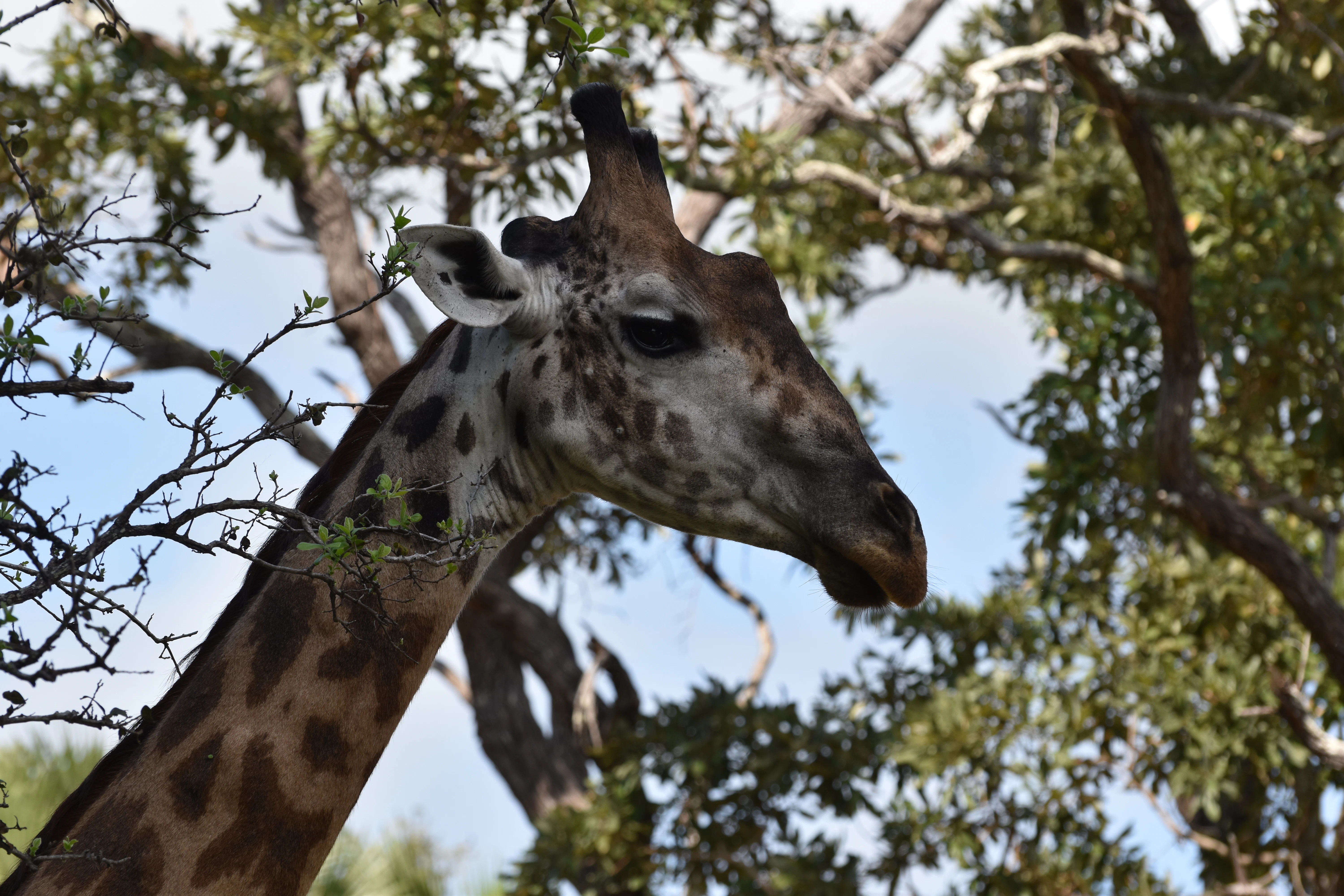 Bild der Reiseroute des Mikumi-Nationalparks