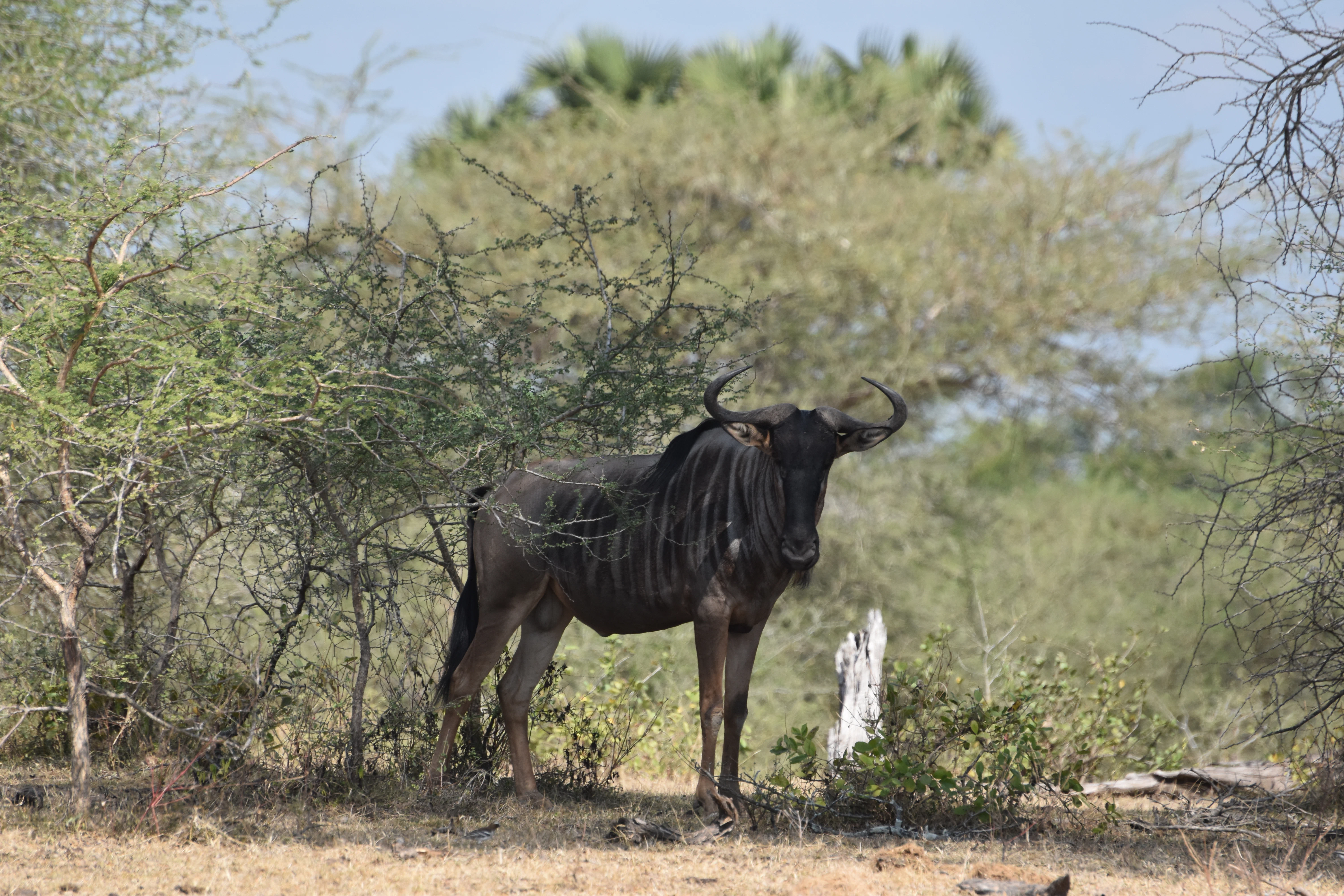 Bild der Reiseroute des Mikumi-Nationalparks