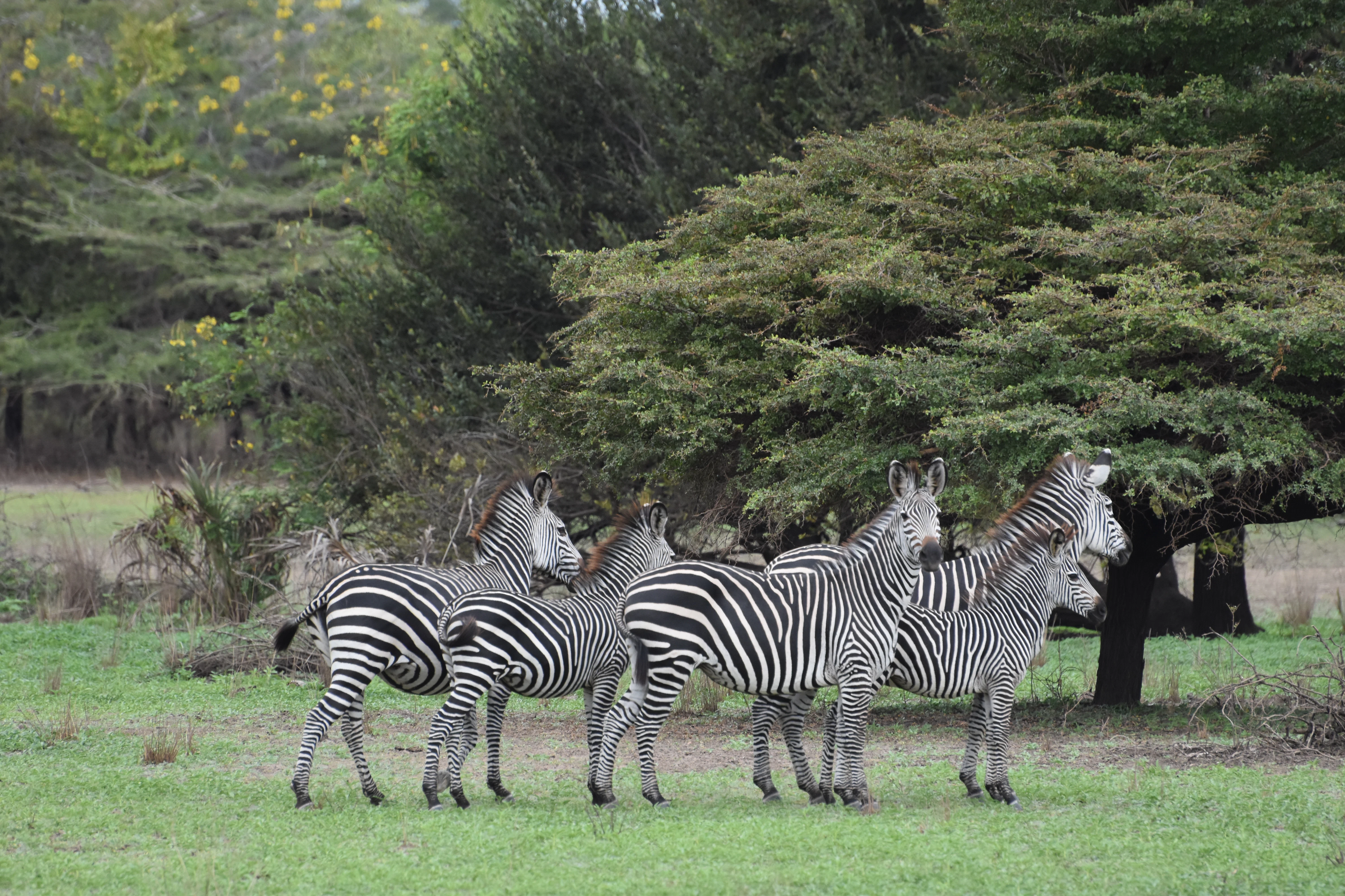 Bild der Reiseroute des Nyerere-Nationalparks