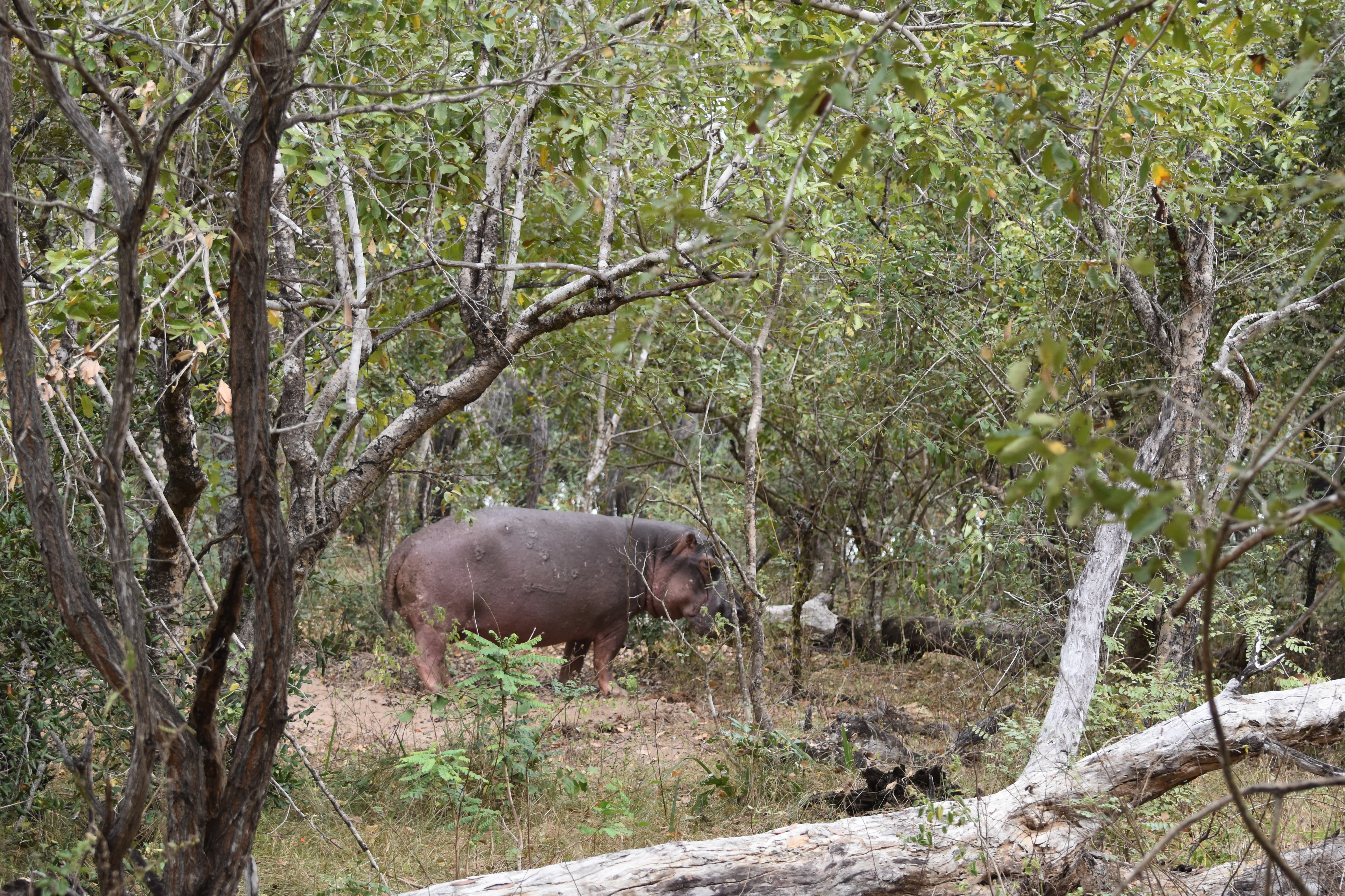 Bild der Reiseroute des Nyerere-Nationalparks