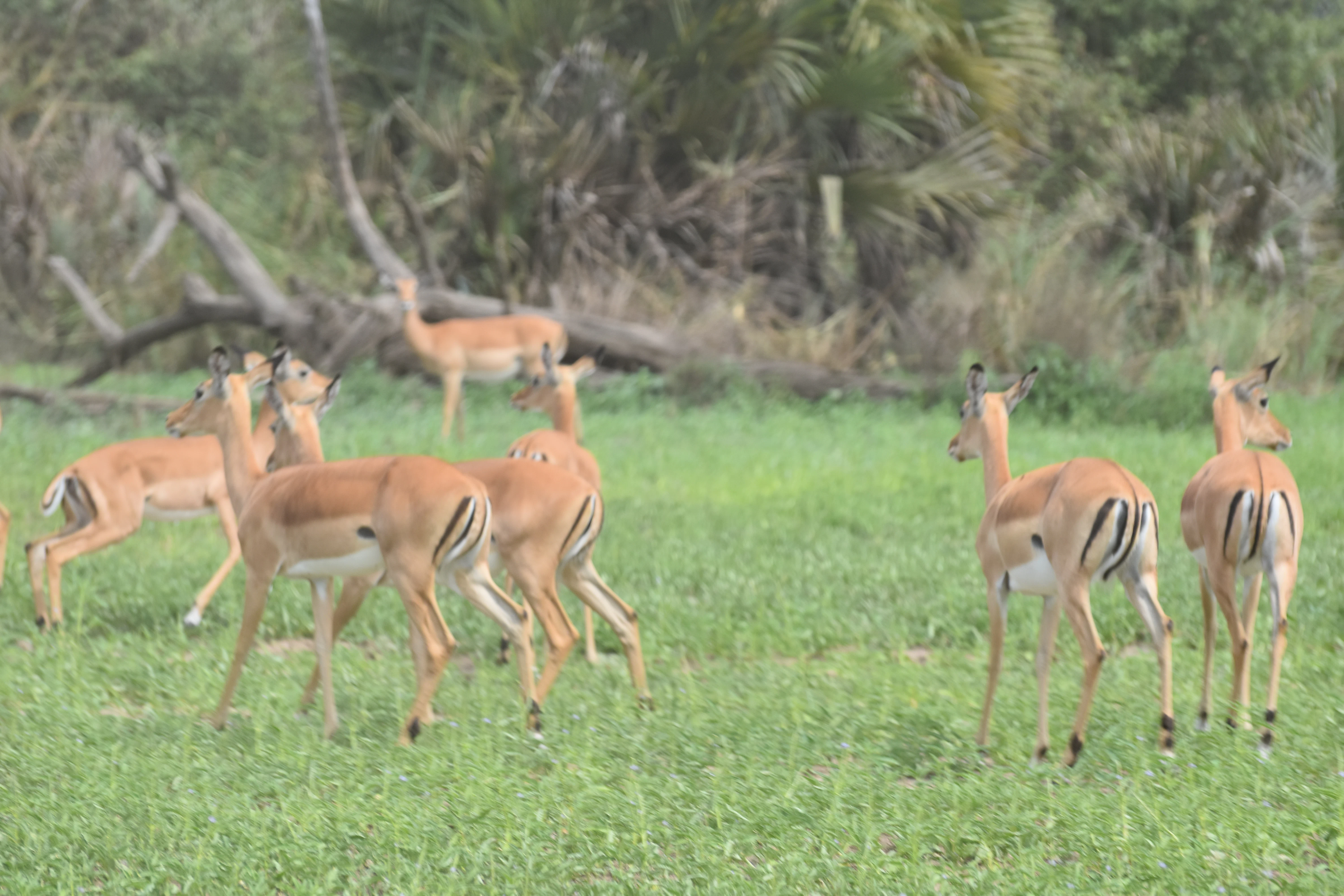 Bild der Reiseroute des Nyerere-Nationalparks