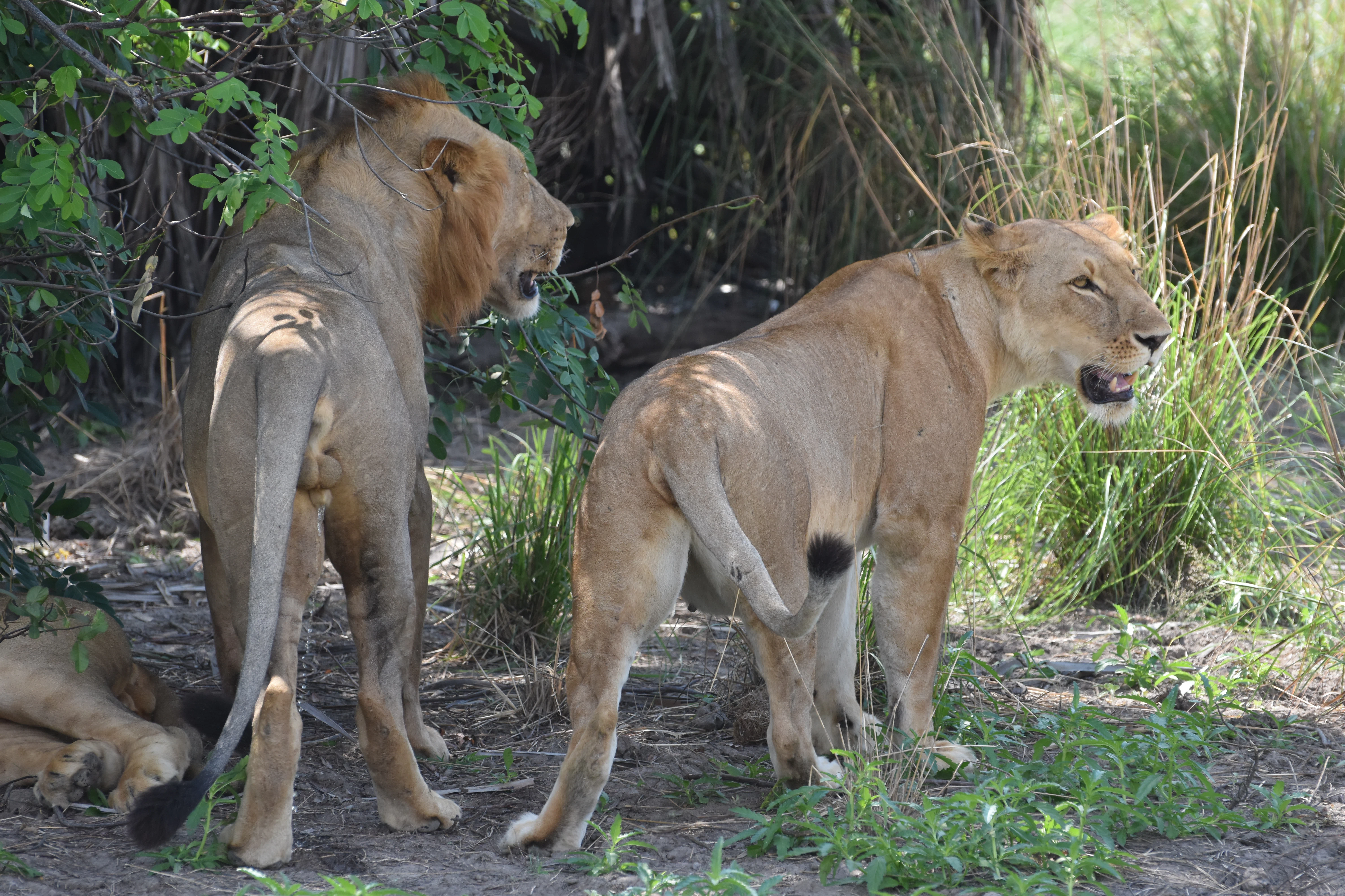 Bild der Reiseroute des Nyerere-Nationalparks