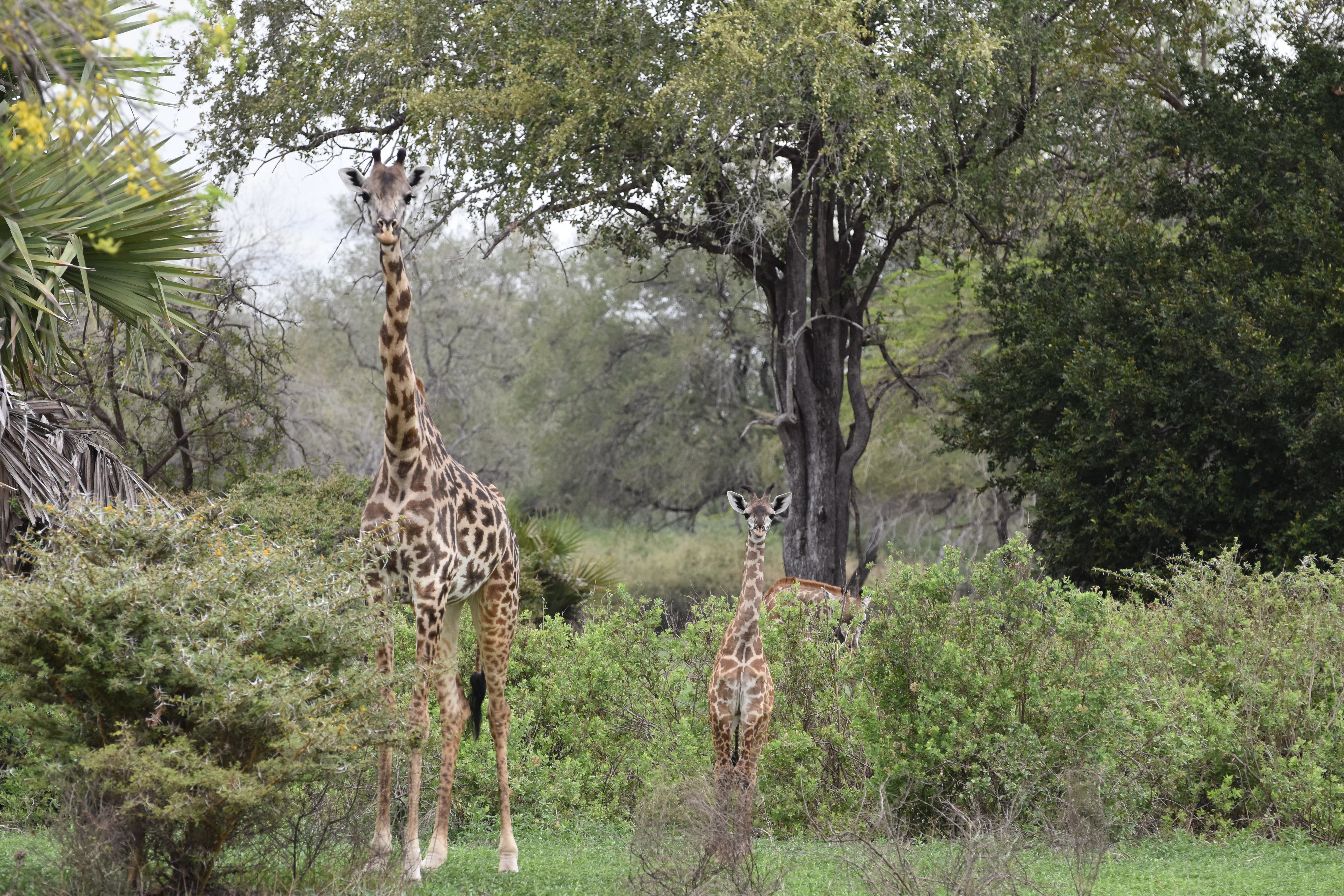 Bild der Reiseroute des Nyerere-Nationalparks
