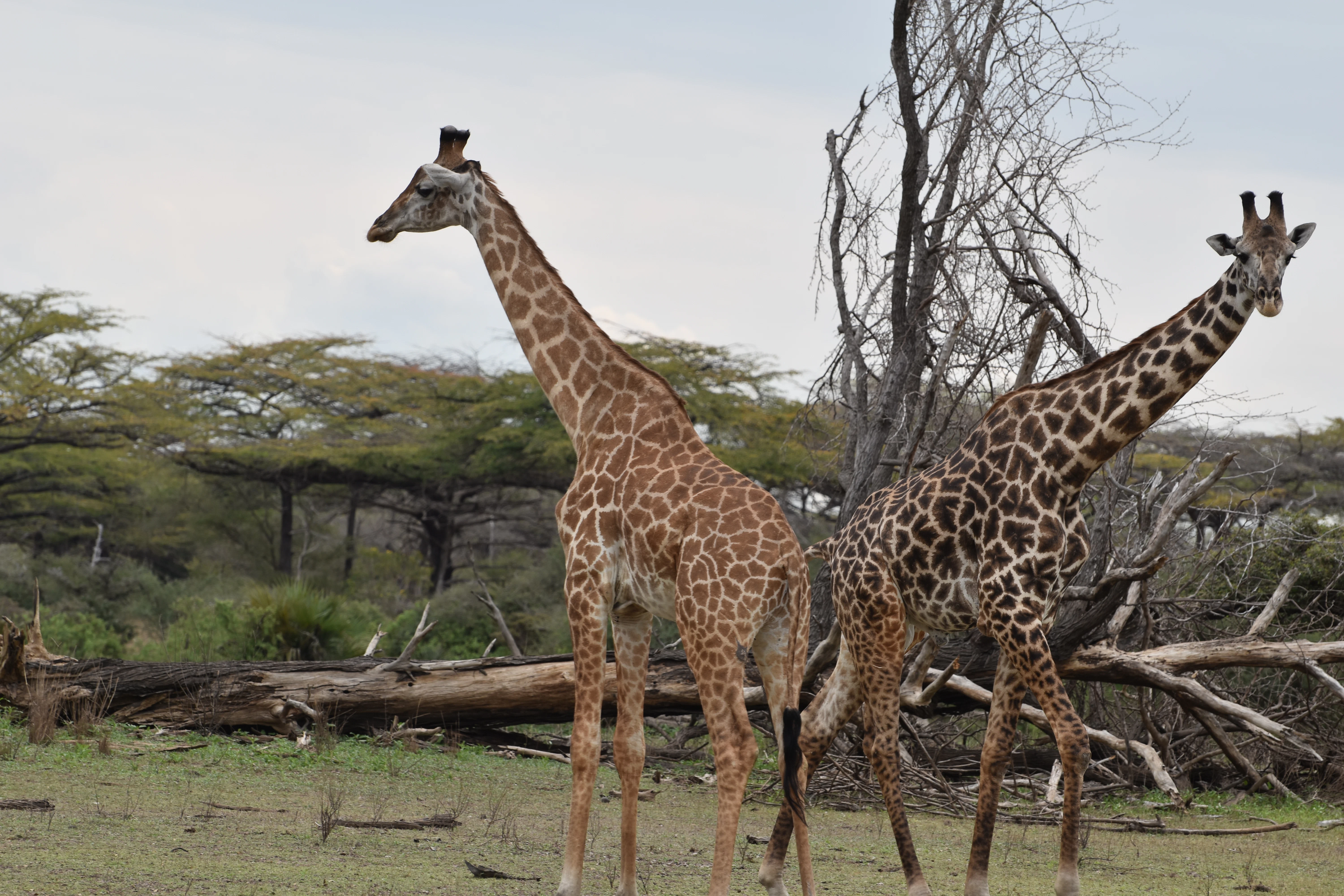 Bild der Reiseroute des Nyerere-Nationalparks