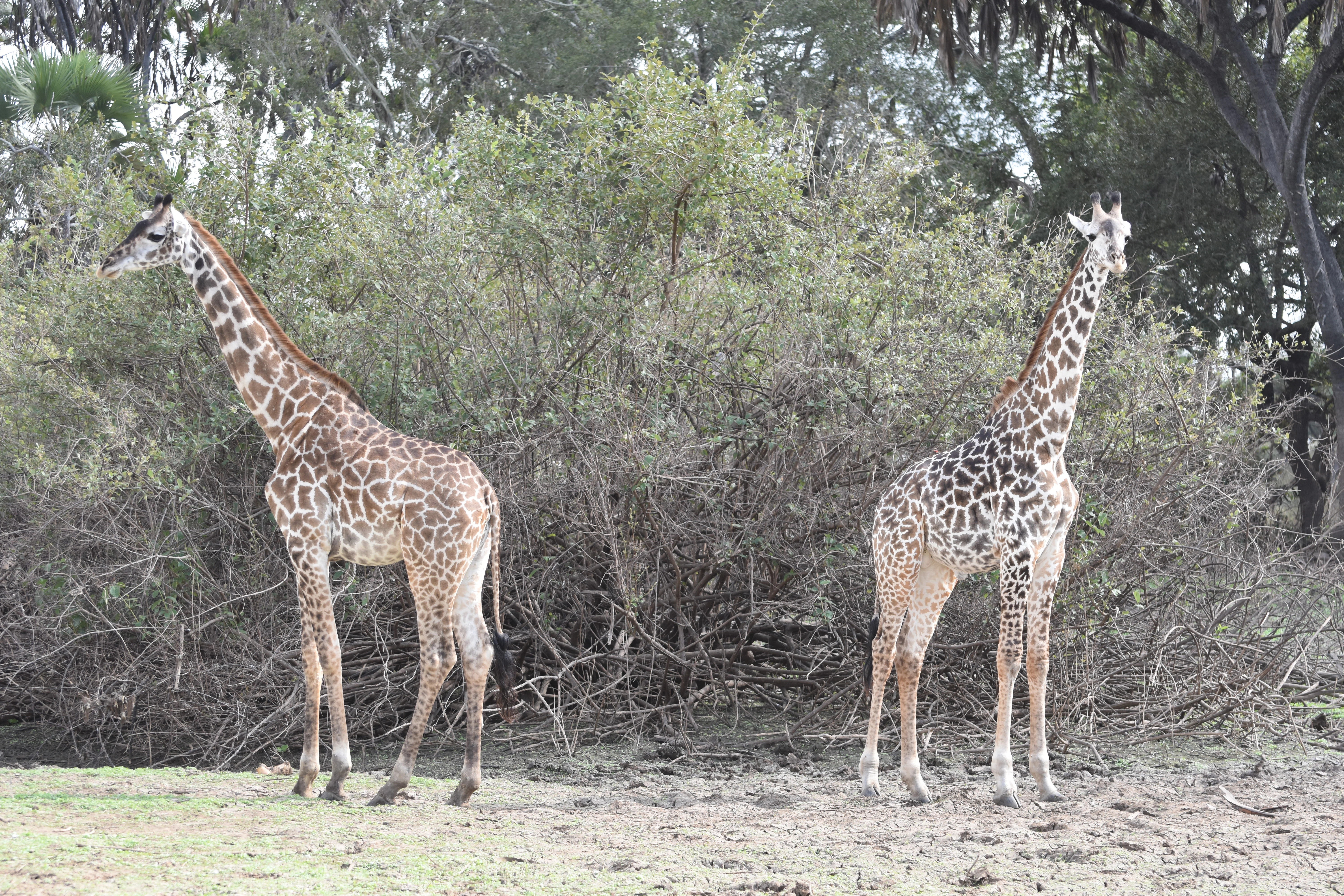 Bild der Reiseroute des Nyerere-Nationalparks