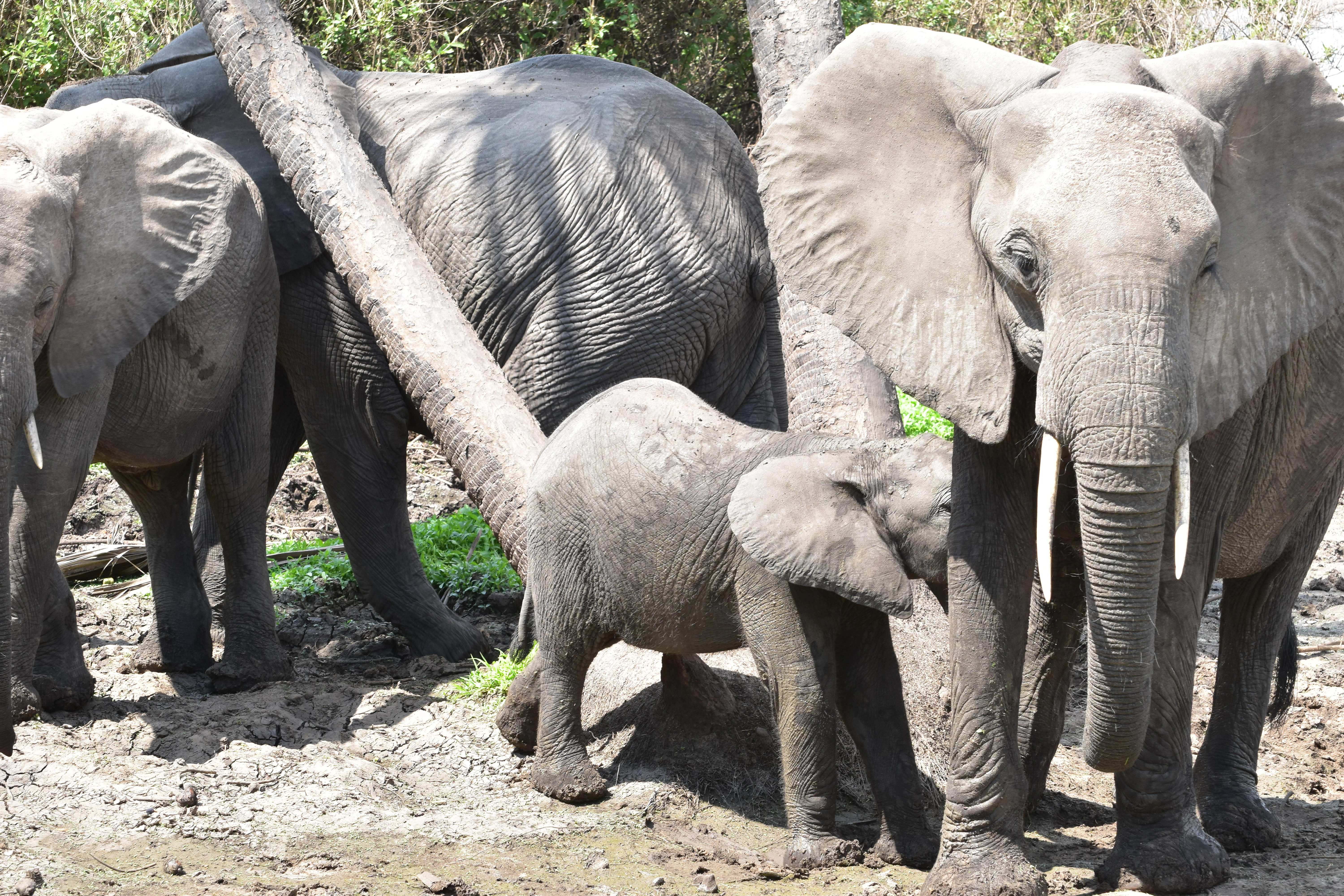 Bild der Reiseroute des Nyerere-Nationalparks