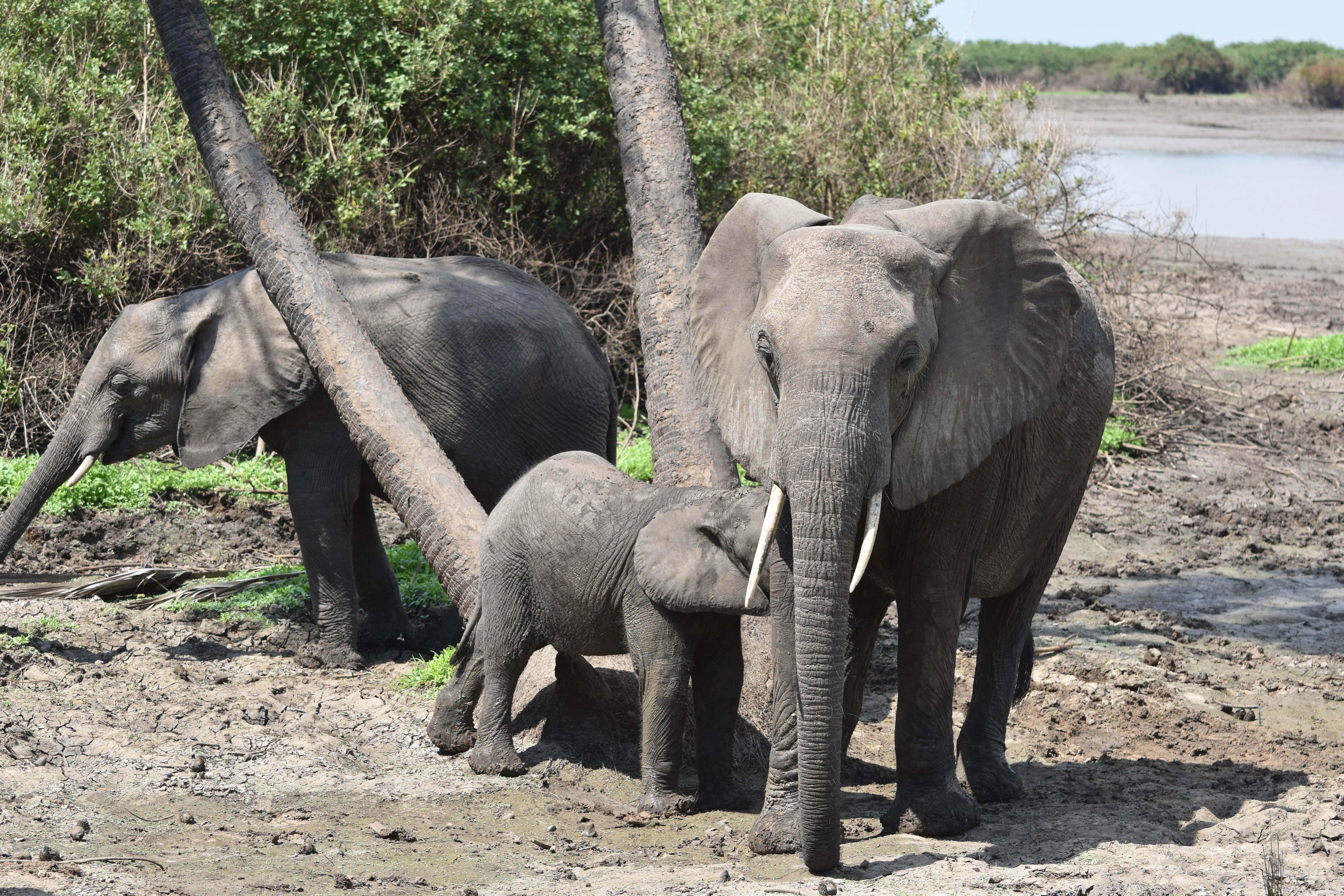 Bild der Reiseroute des Nyerere-Nationalparks