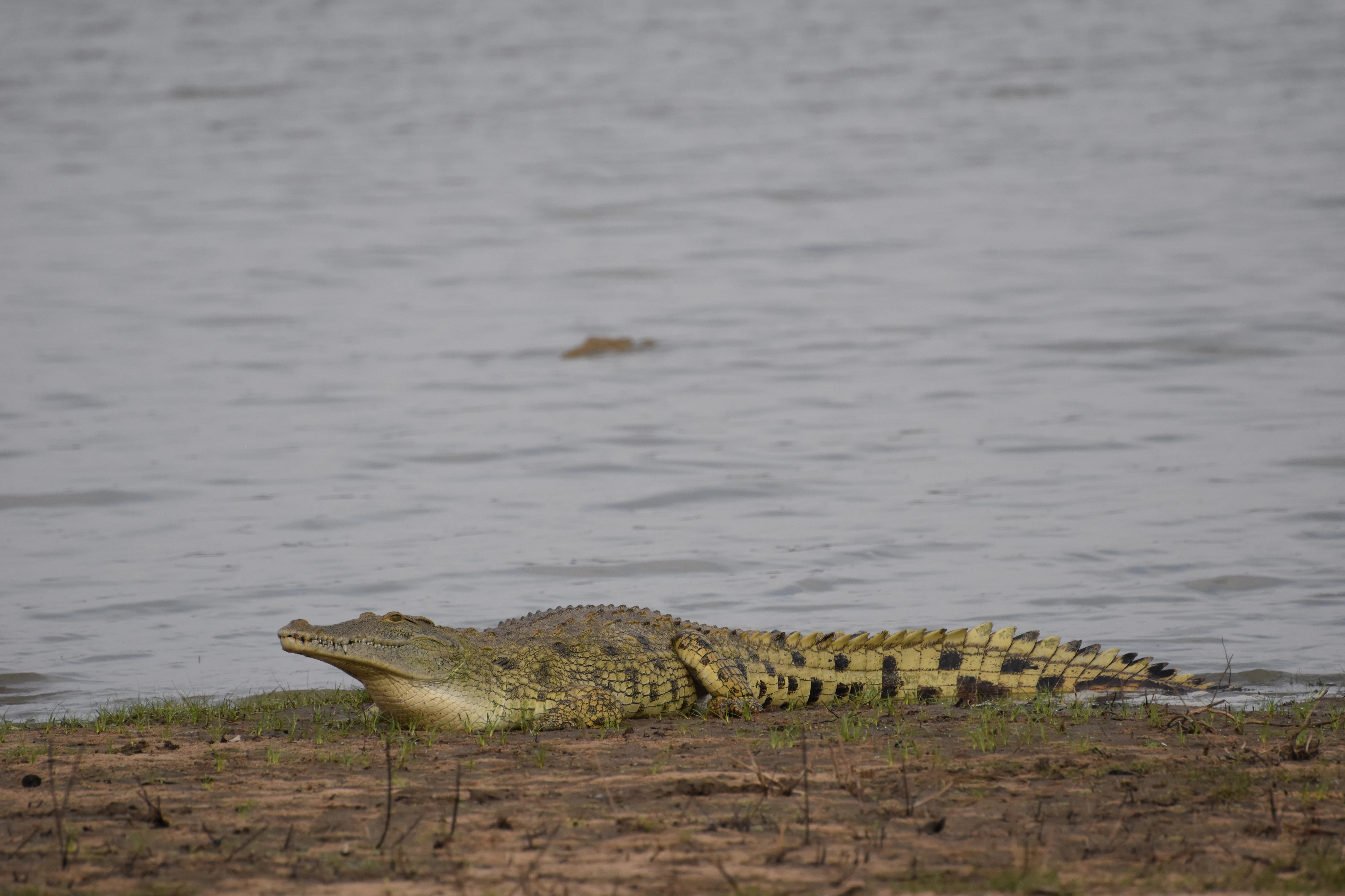 Bild der Reiseroute des Nyerere-Nationalparks