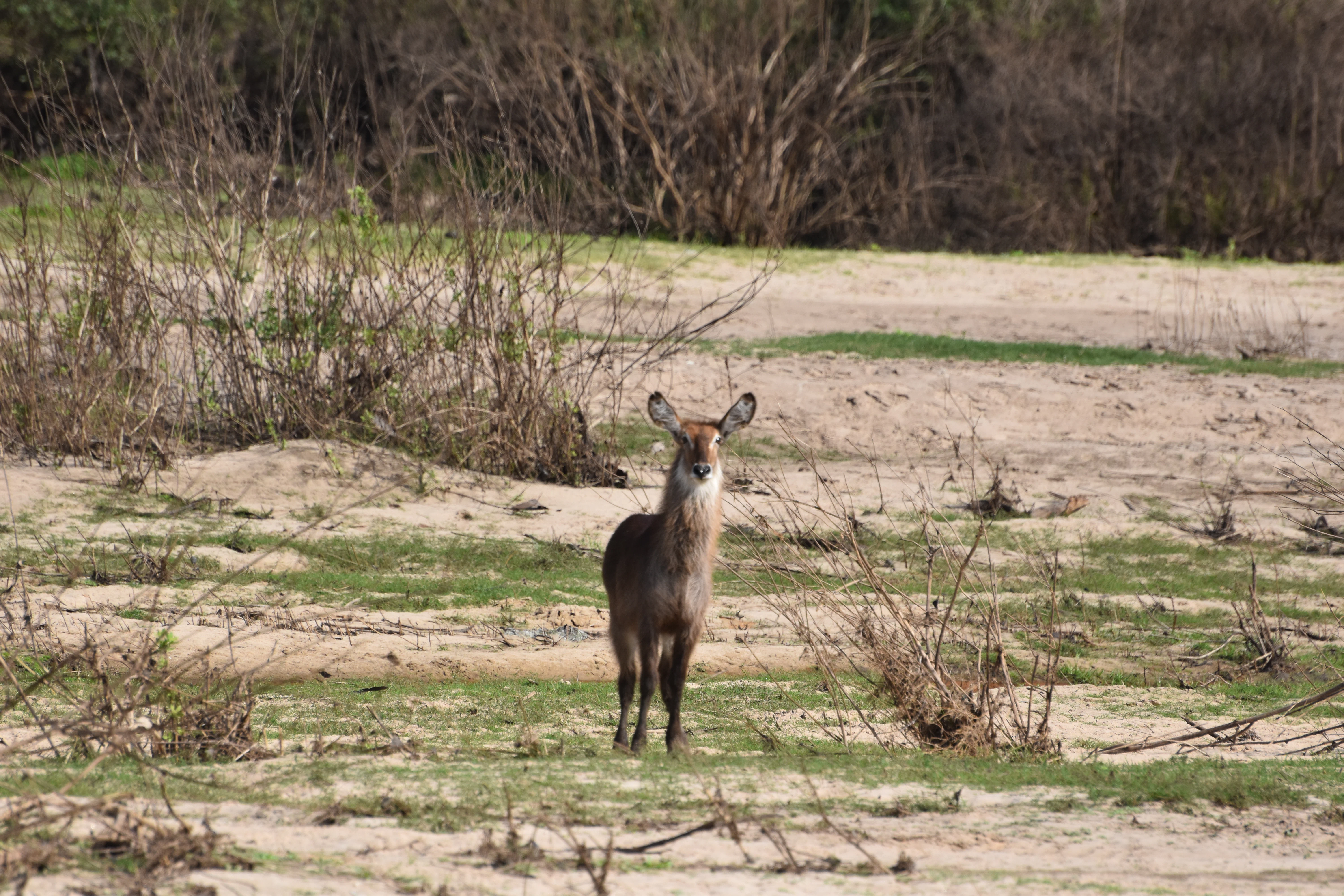 Bild der Reiseroute des Nyerere-Nationalparks