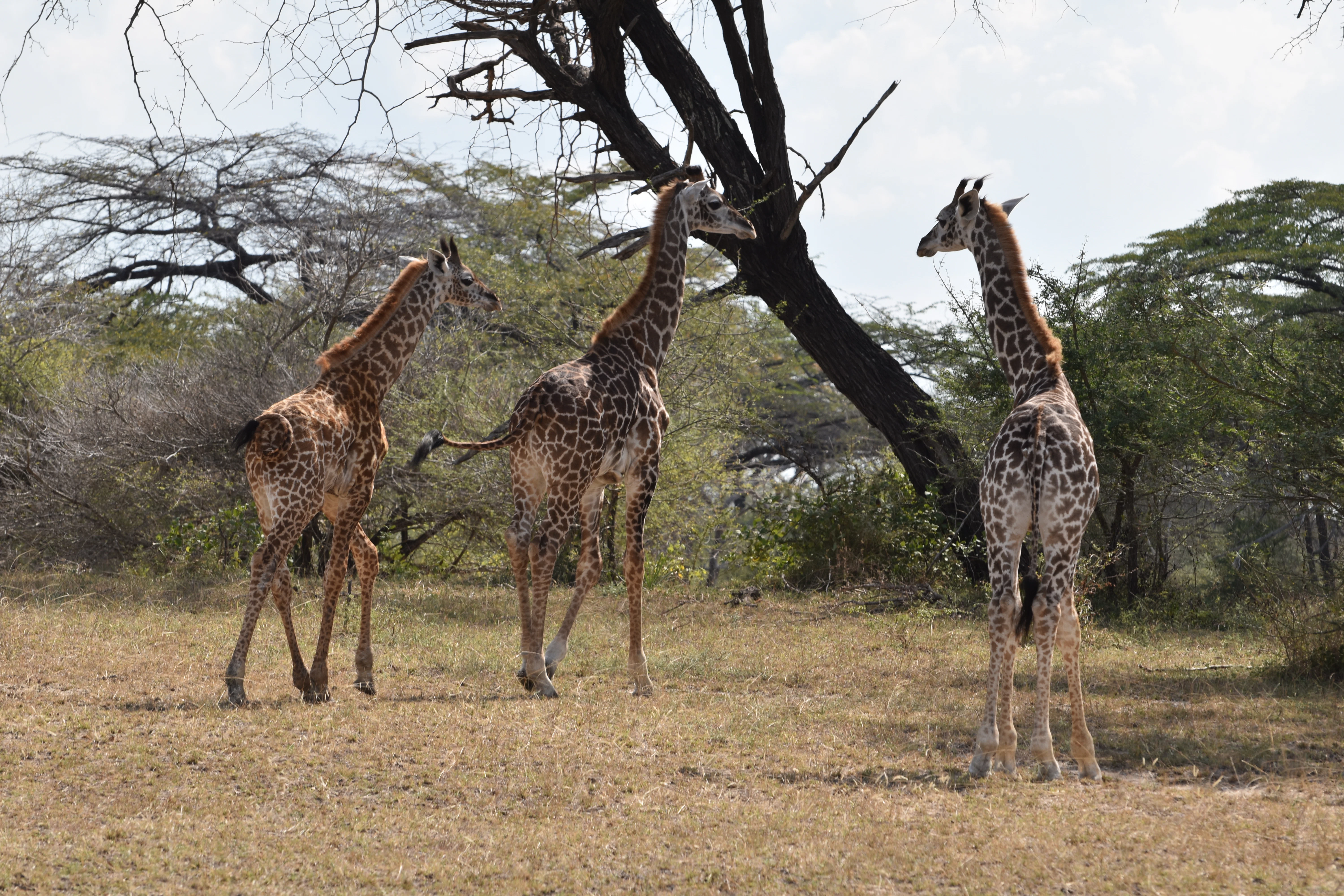 Bild der Reiseroute des Nyerere-Nationalparks
