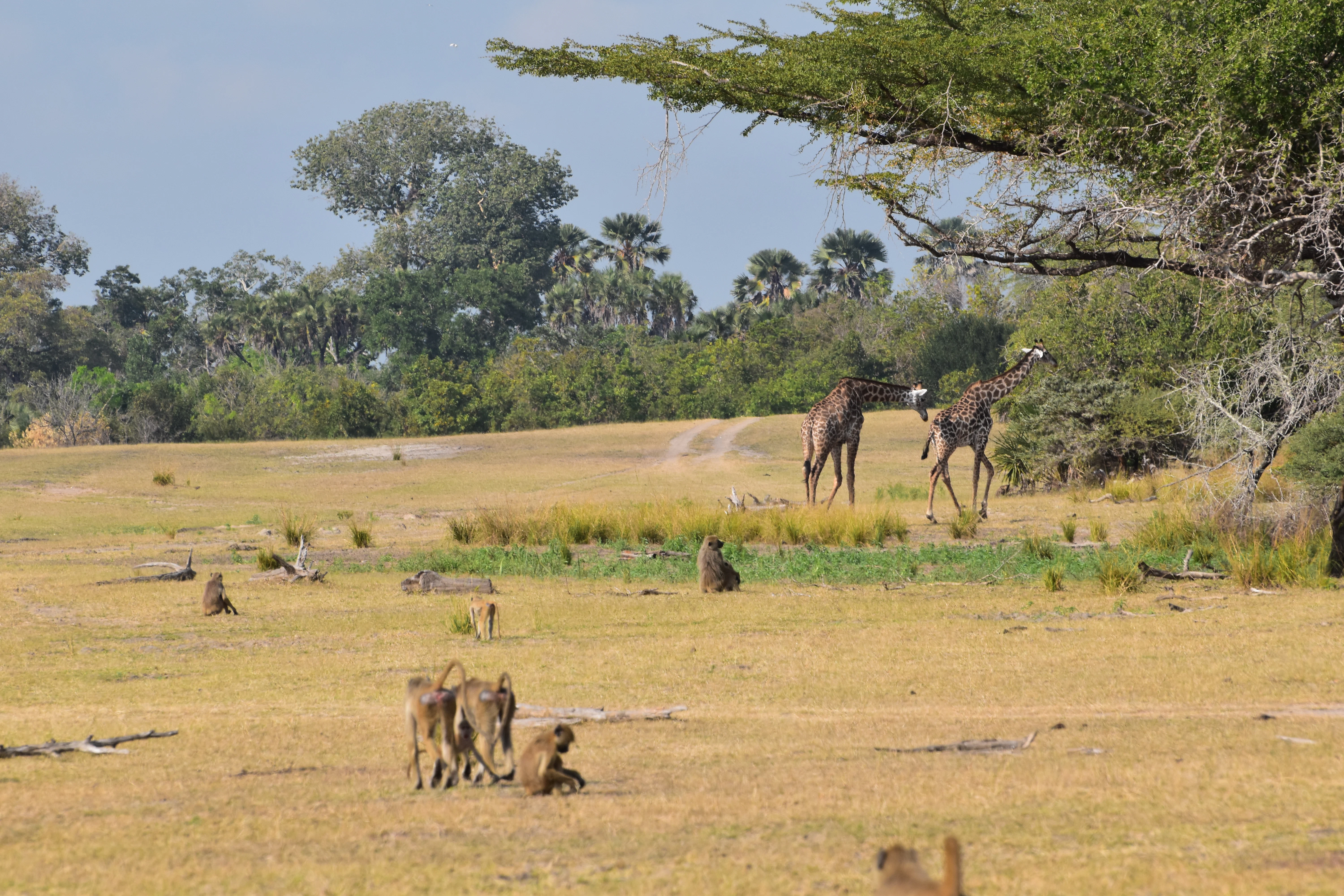 Bild der Reiseroute des Nyerere-Nationalparks