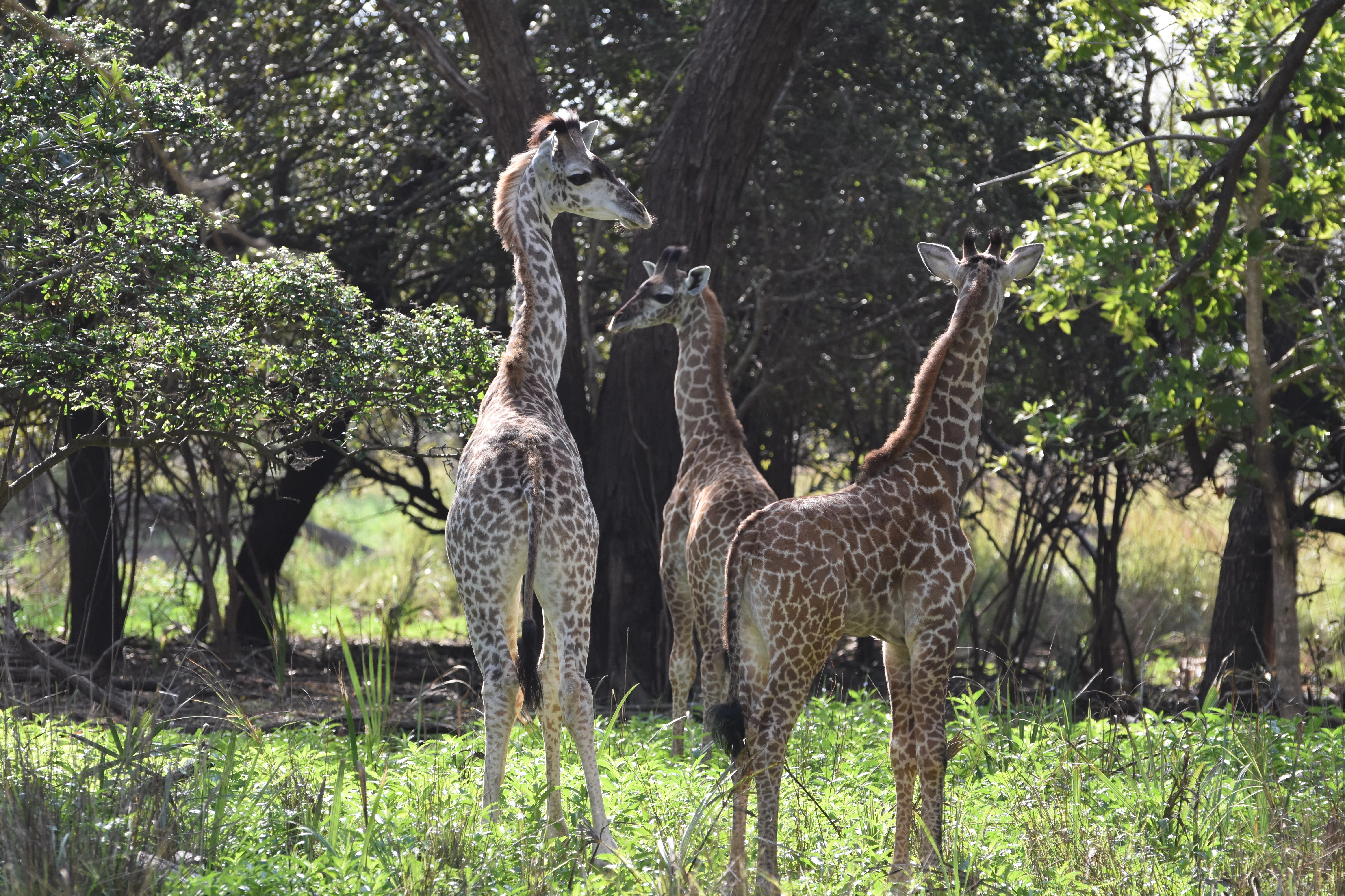 Immagine dell'itinerario del Parco Nazionale di Nyerere