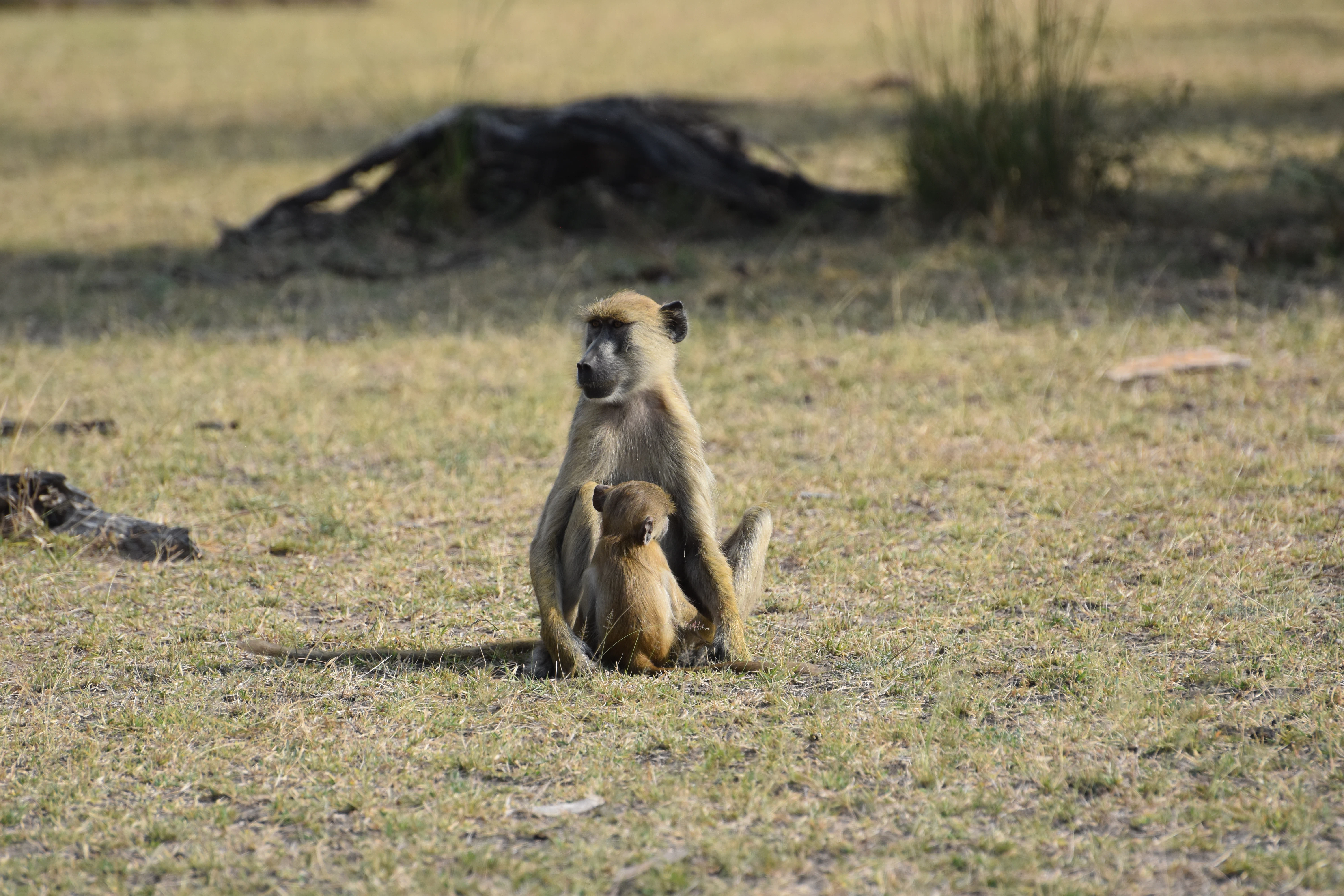 Safari im Saadani-Nationalpark