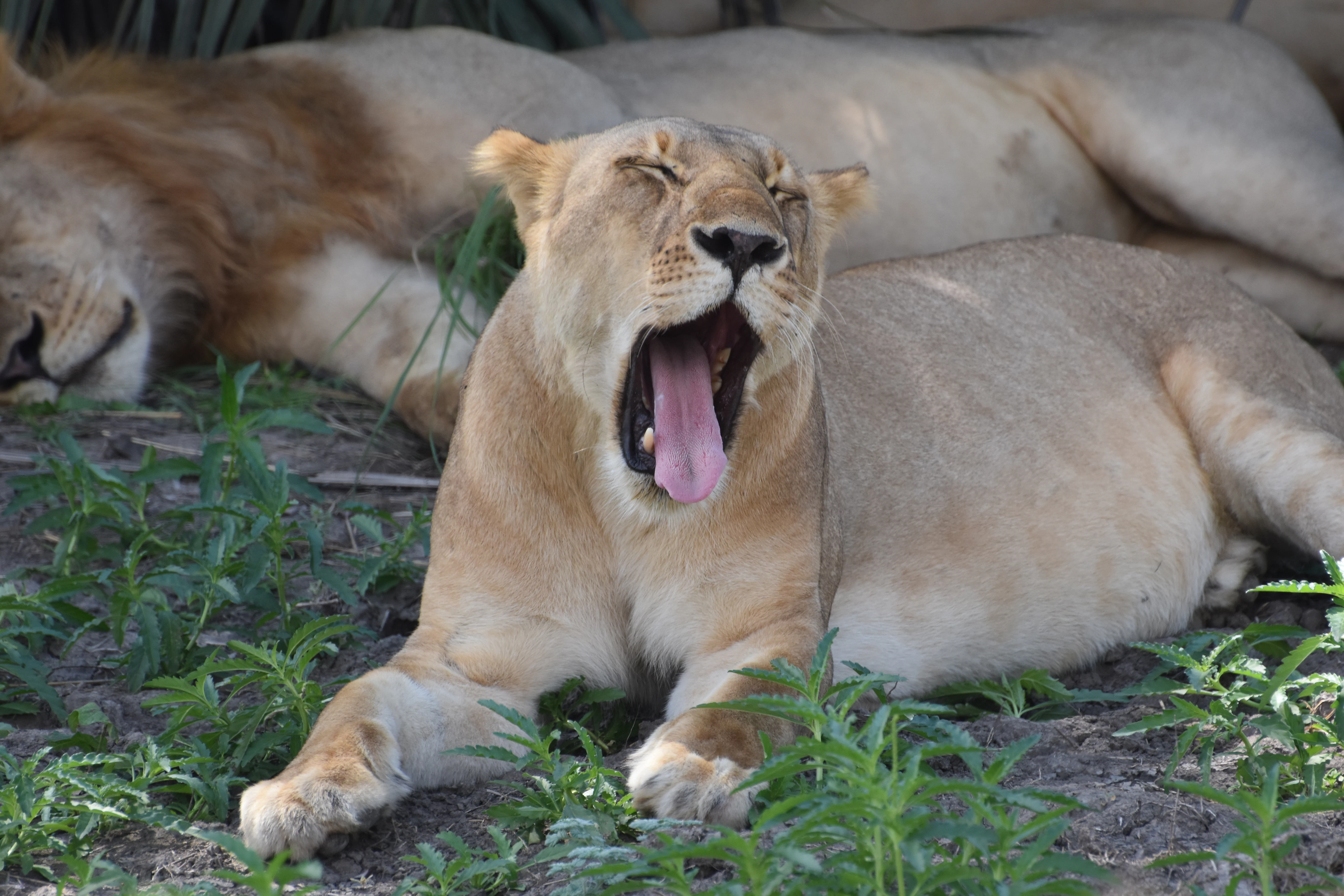 Arrival or transfer in Arusha