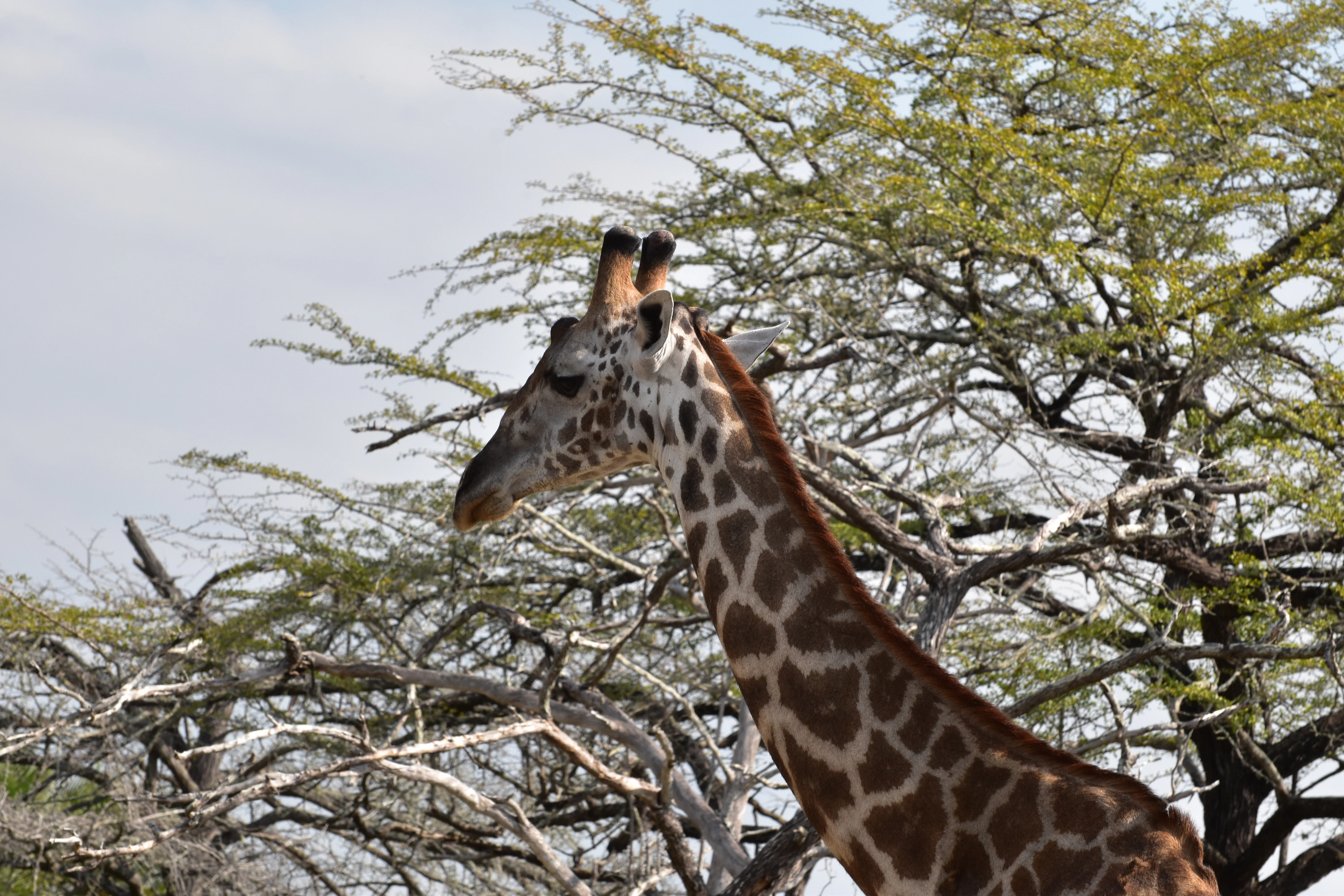 Serengeti National Park safari