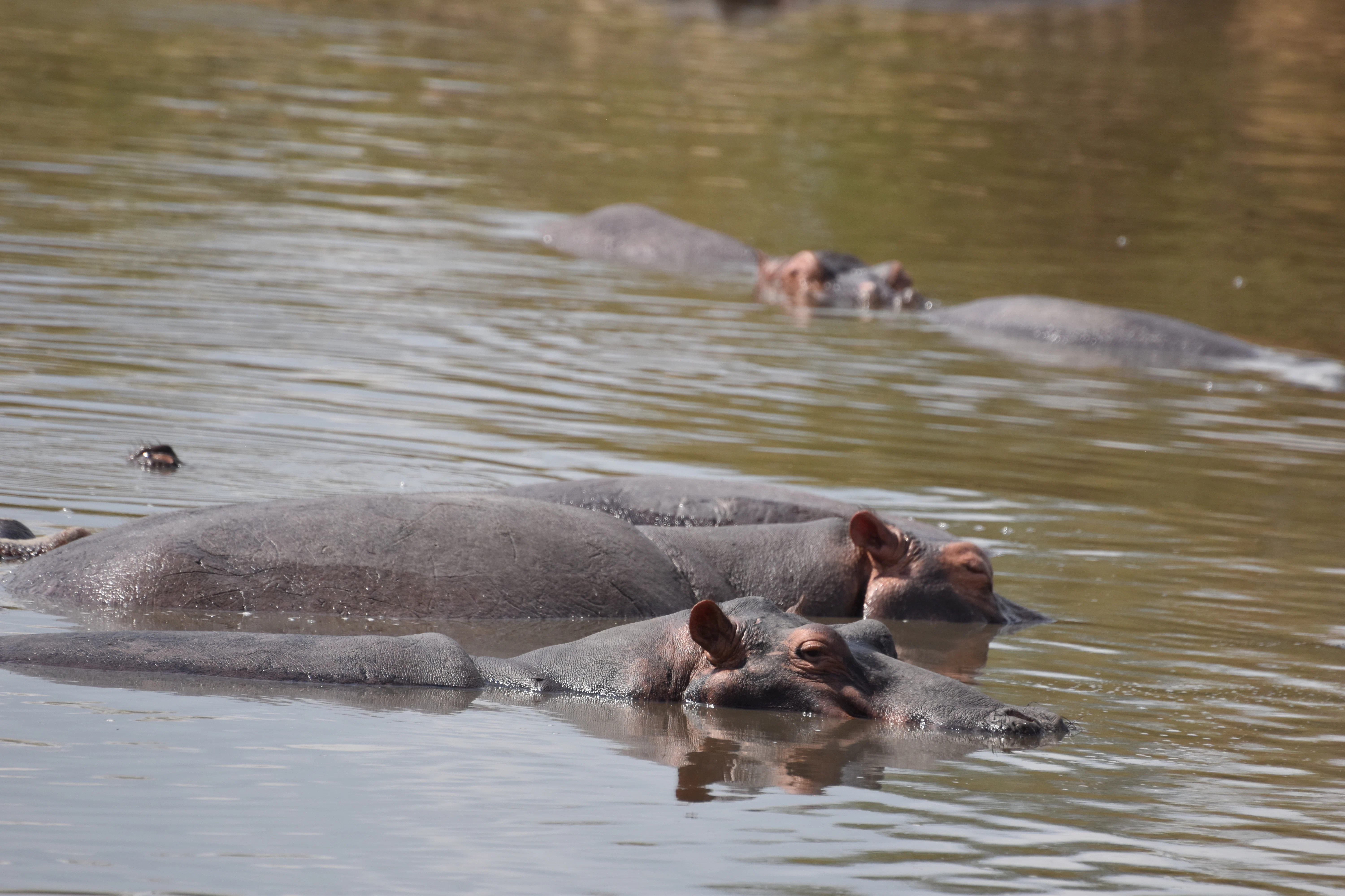 Serengeti National Park itinerary image