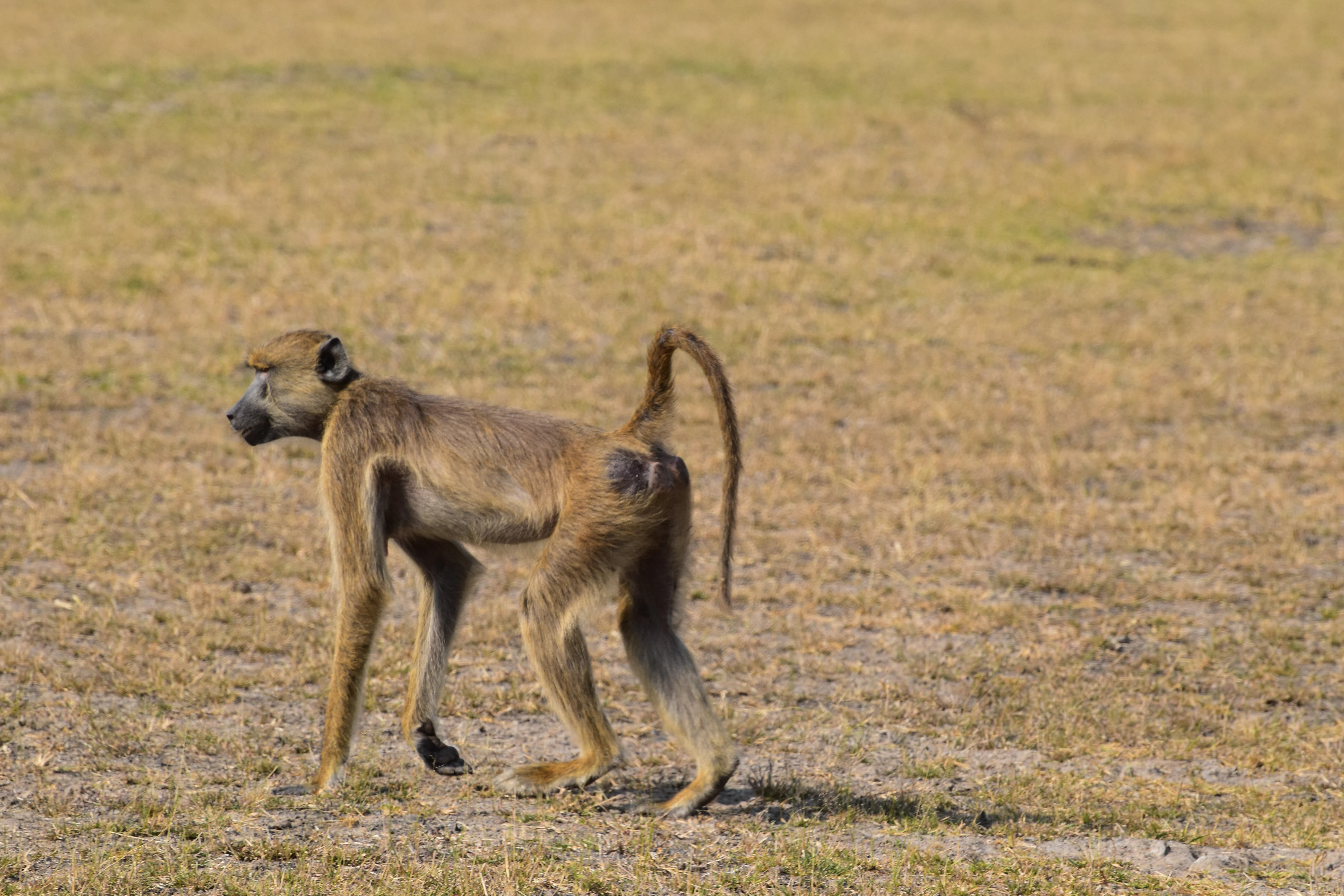 Serengeti National Park safari