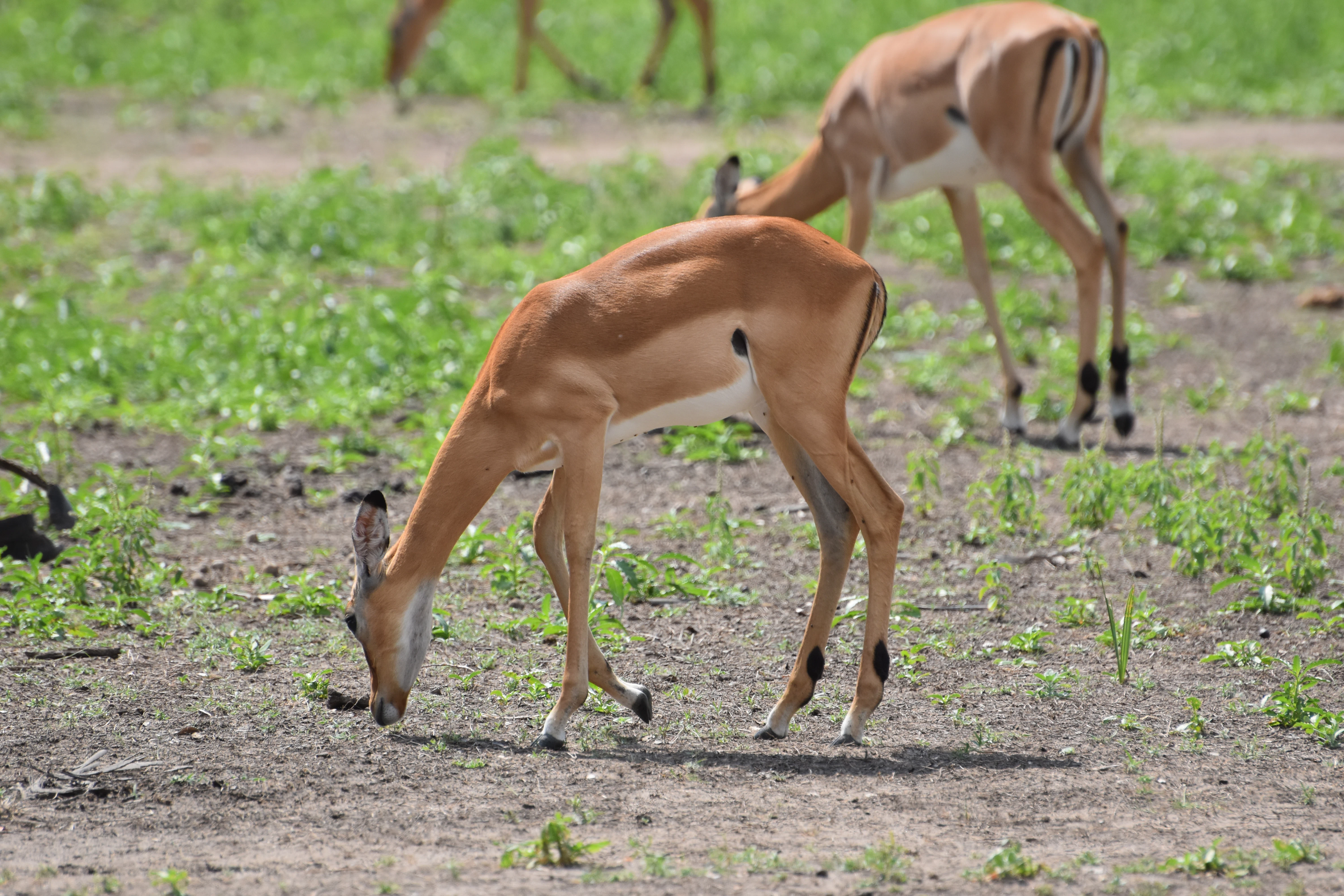 Tarangire National Park itinerary image