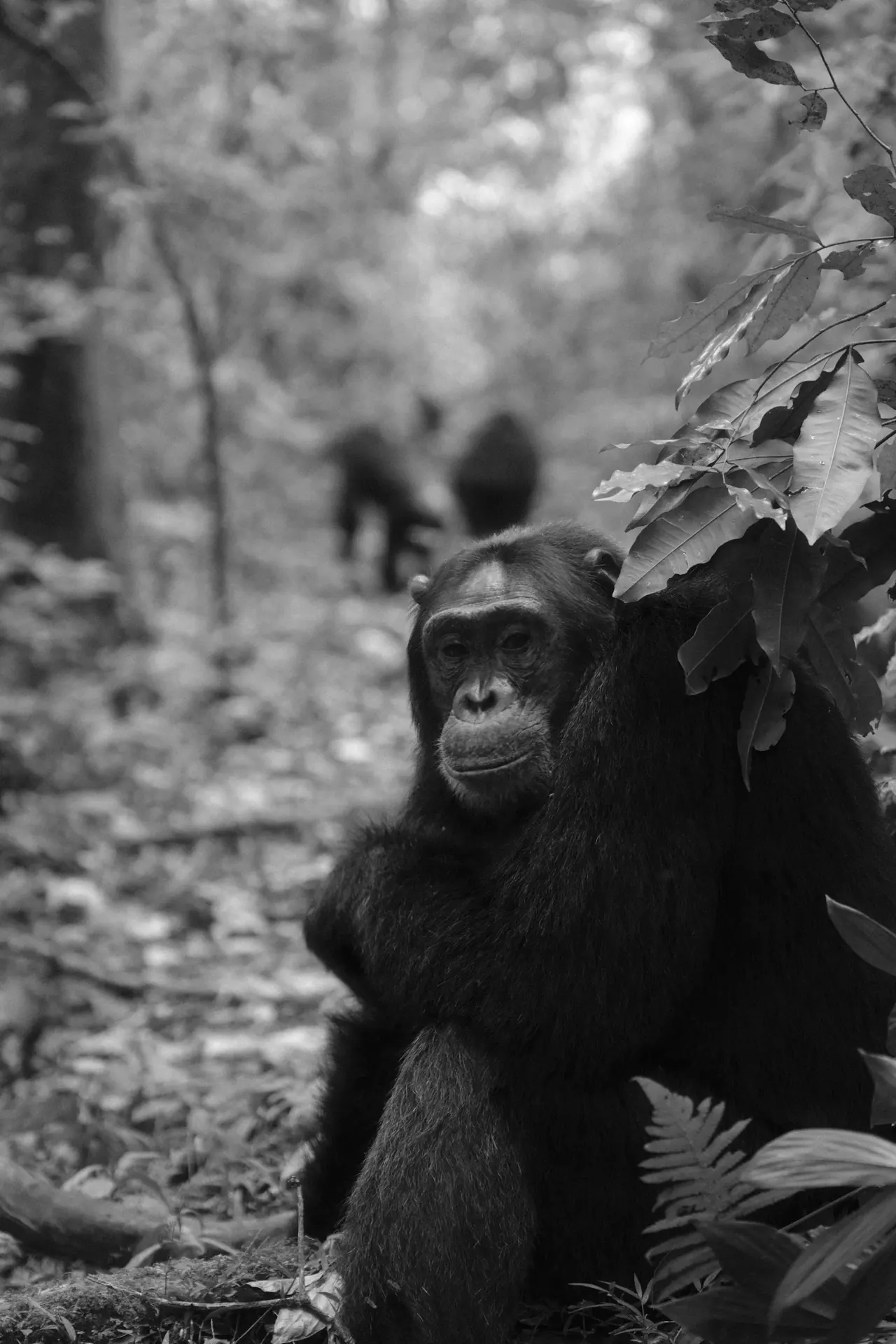 Dense green forest habitat used by chimpanzees in western Tanzania