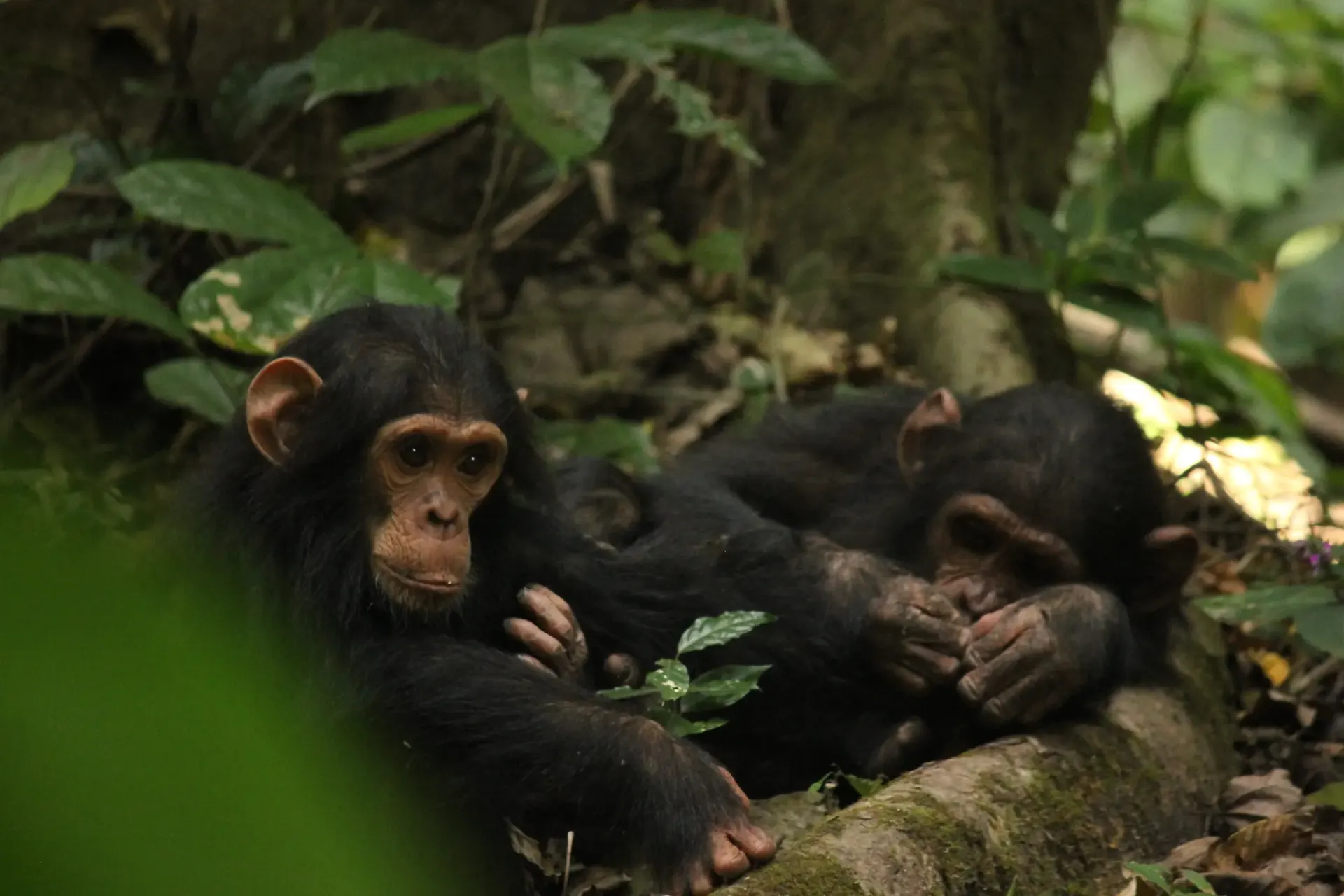Chimpanzees in Gombe forest