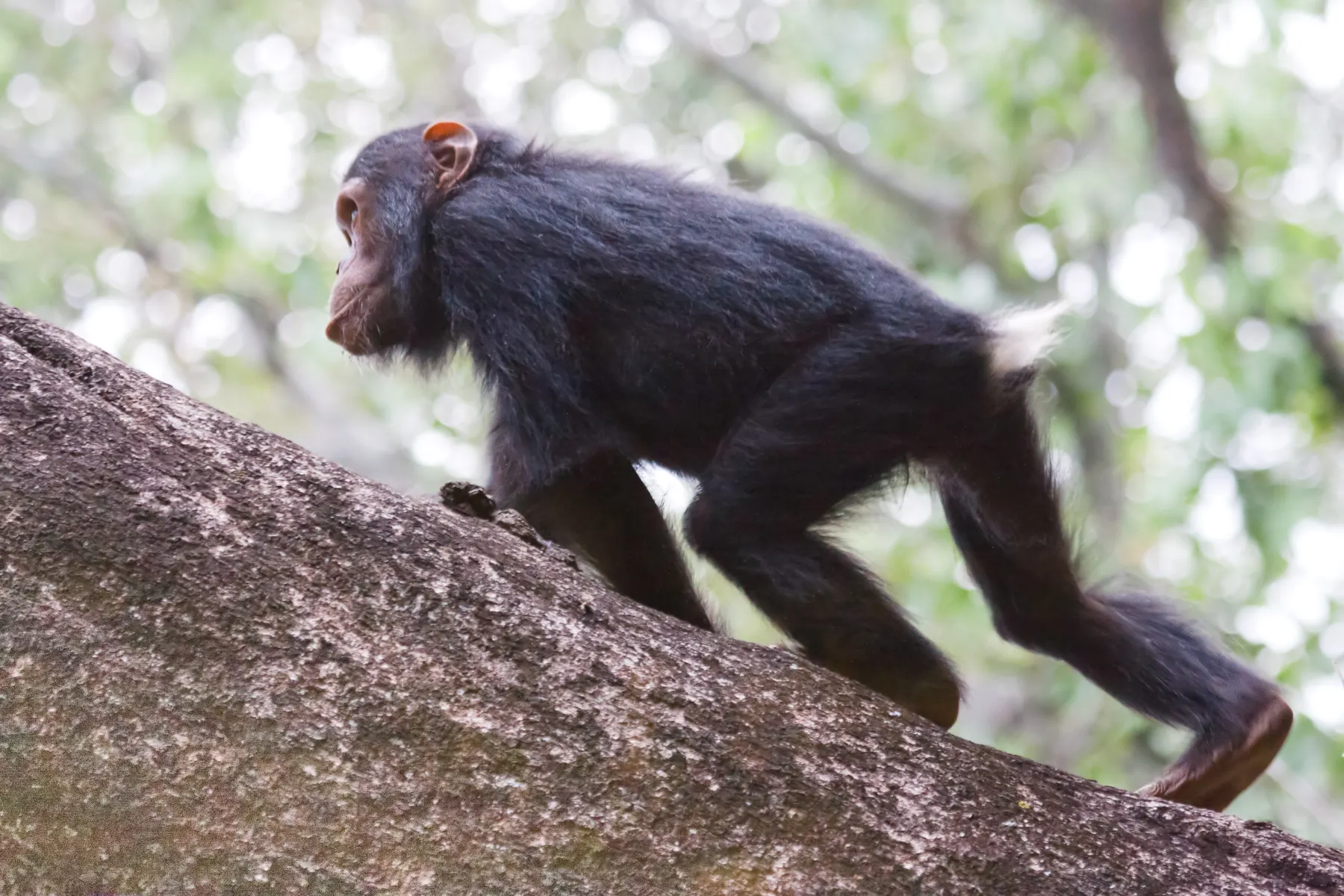 Young chimpanzee in the forest