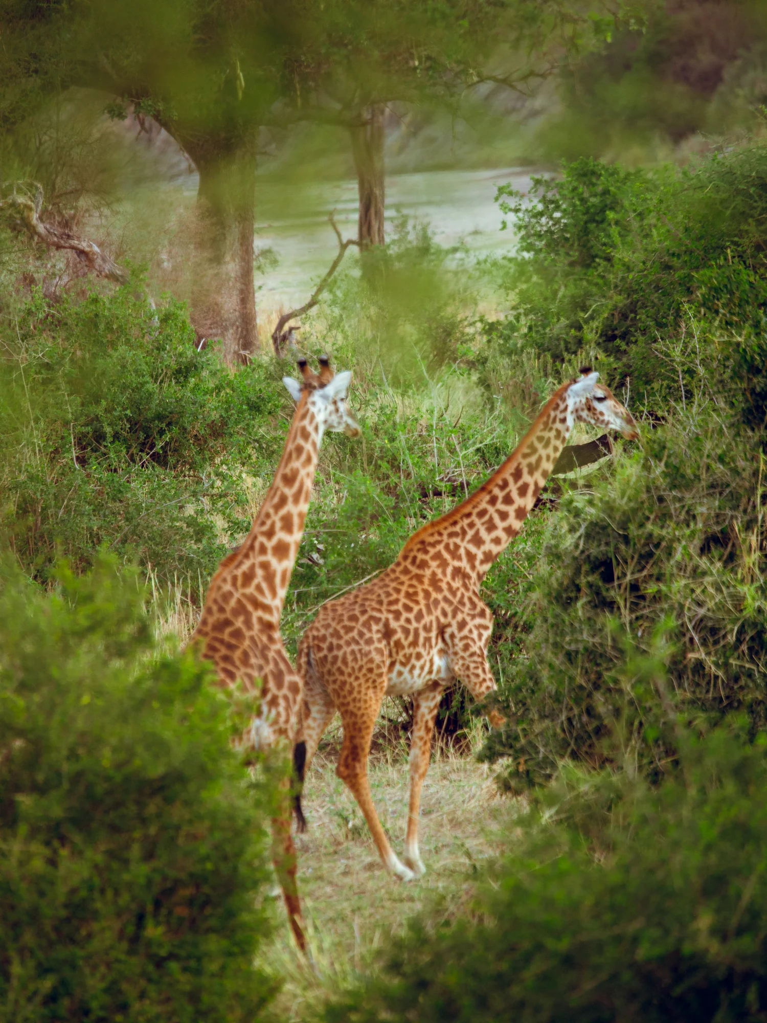 Lake Manyara National Park safari overview