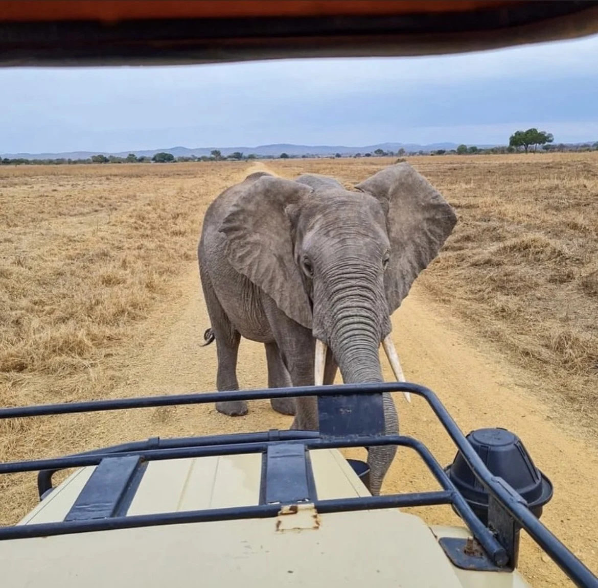 Mikumi National Park immagine itinerario