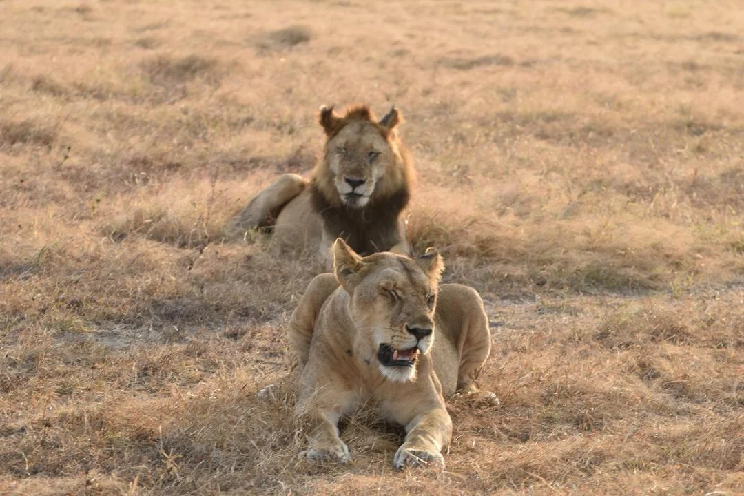 Mikumi National Park immagine itinerario