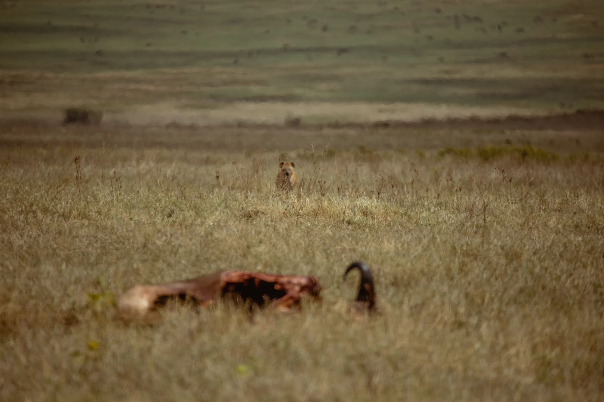 Bild der Ngorongoro-Reiseroute