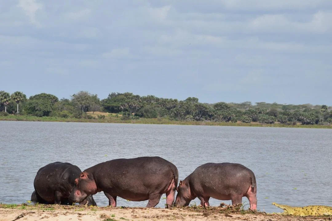 Nyerere Nemzeti Park útiterve kép