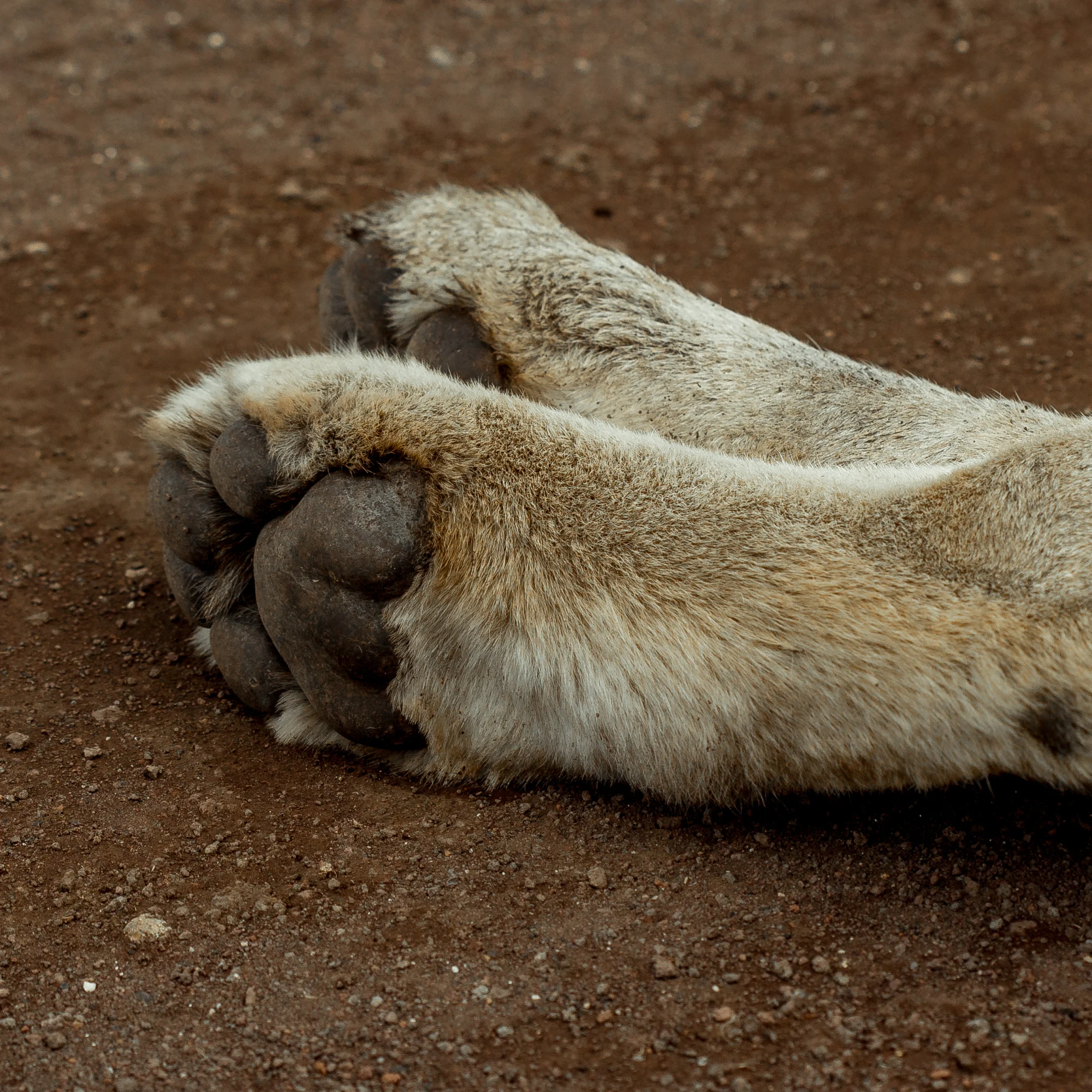 Ruaha National Park immagine itinerario