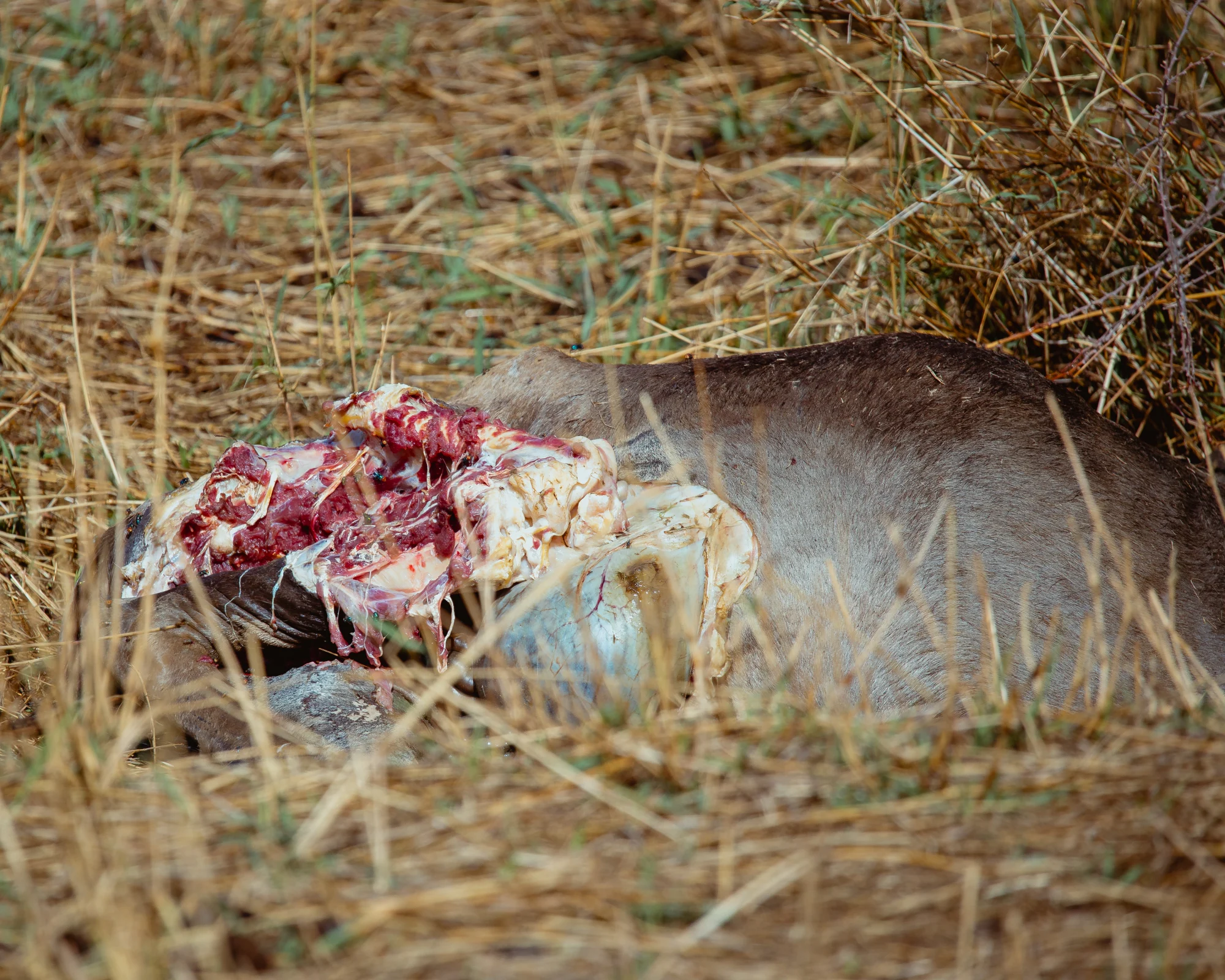 Zdjęcie trasy Parku Narodowego Ruaha