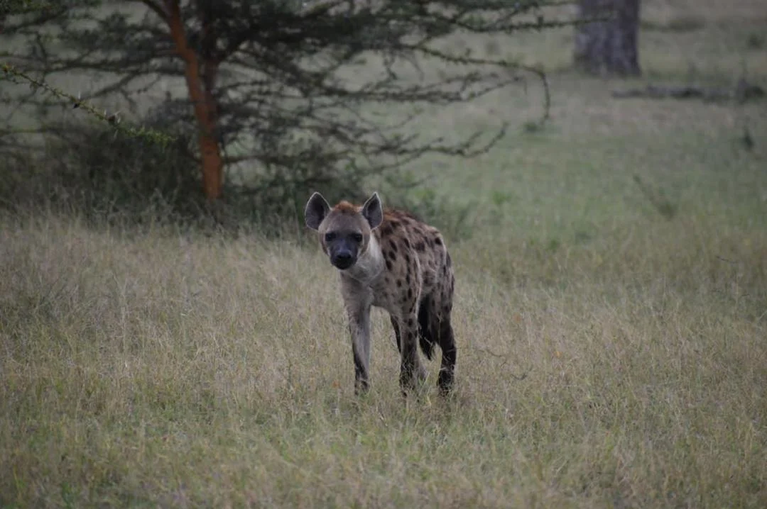 Bild der Reiseroute des Ruaha-Nationalparks