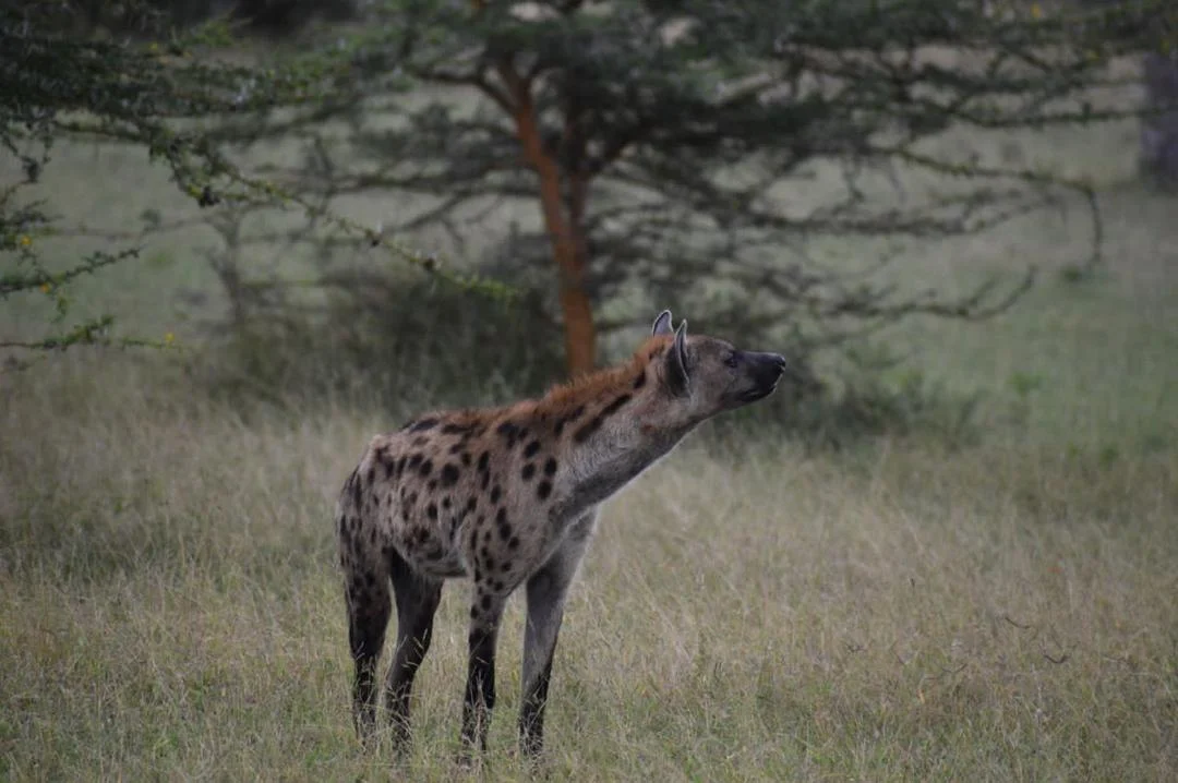 Bild der Reiseroute des Ruaha-Nationalparks