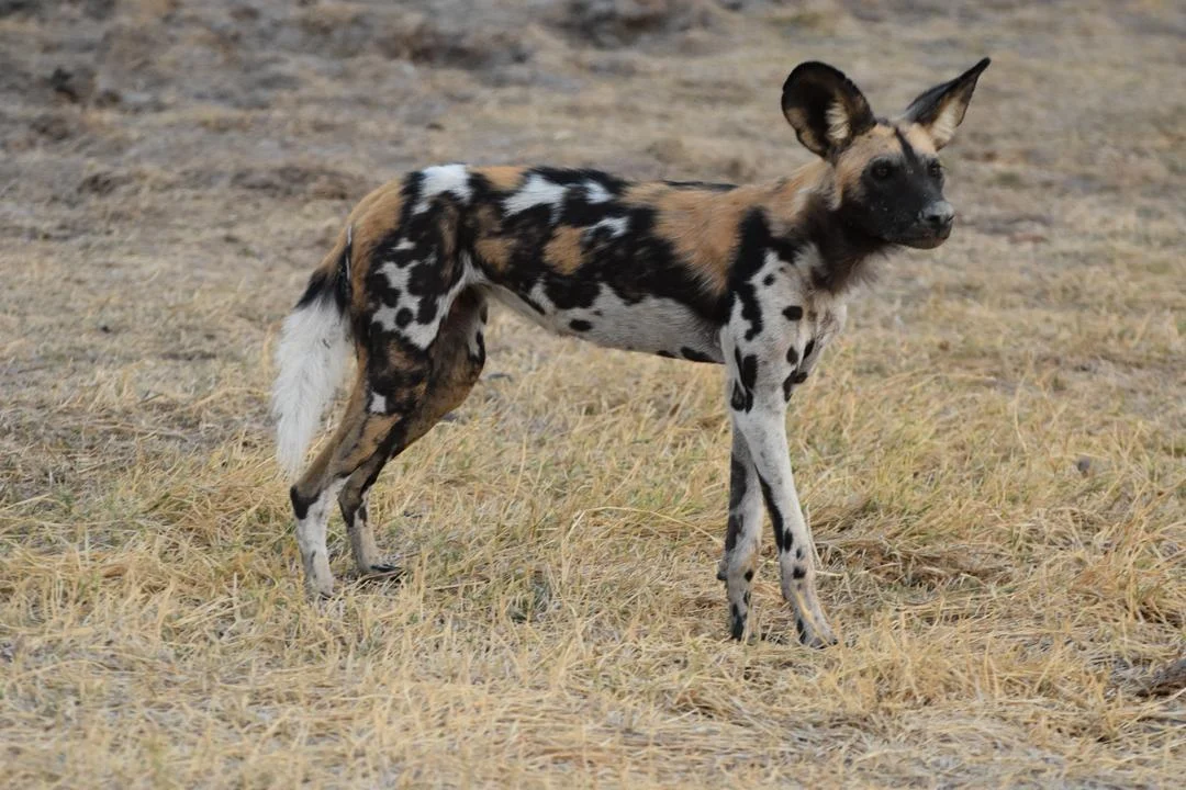 Zdjęcie trasy Parku Narodowego Ruaha